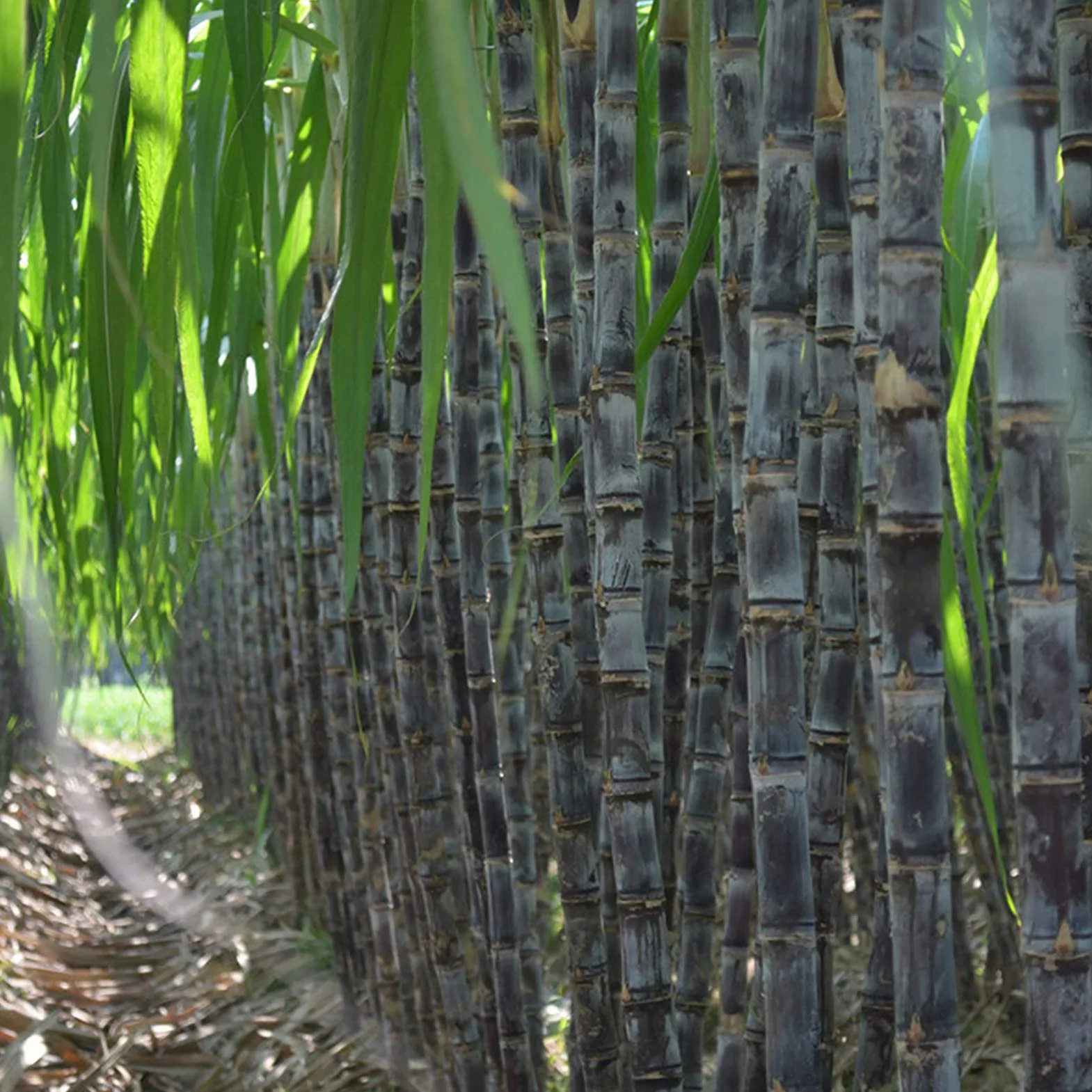 Semillas de caña de azúcar 150 unids/bolsa, Evergreen comestibles alta germinación para balcón Púrpura oscuro