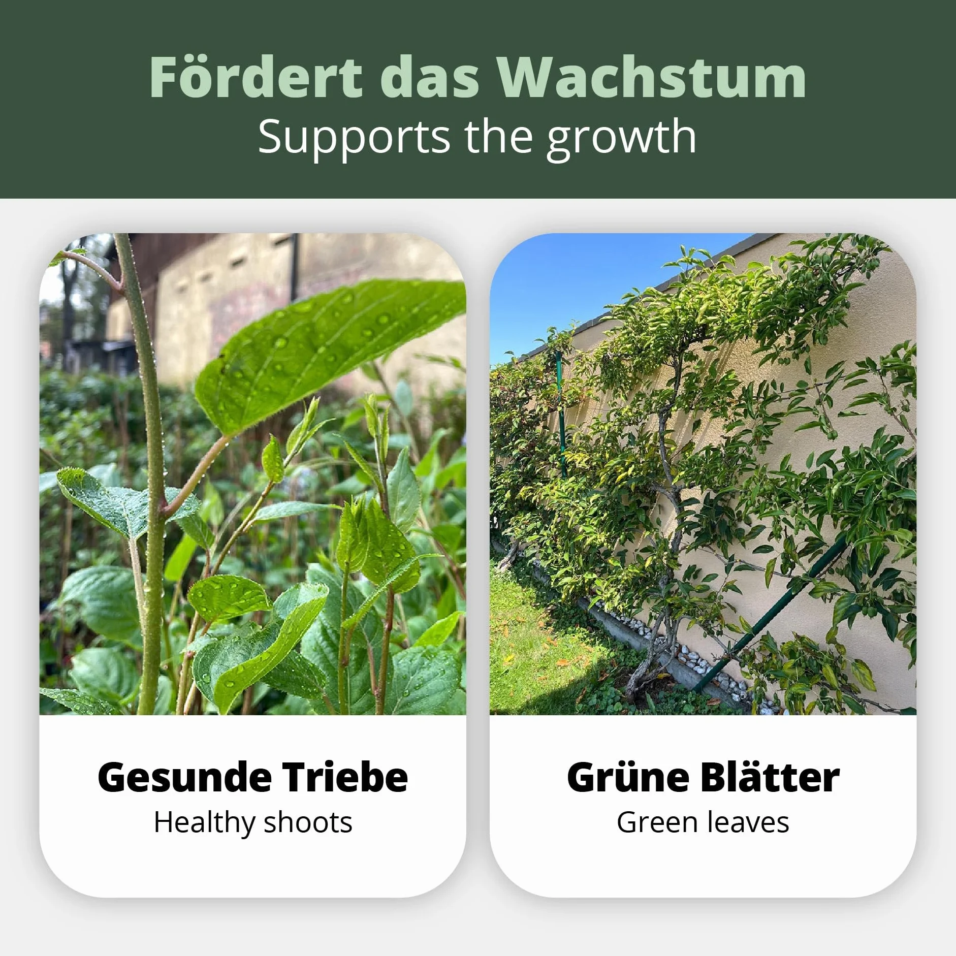 Kiwi Fertilizante para Actinidia 1 litro abono especial para kiwis