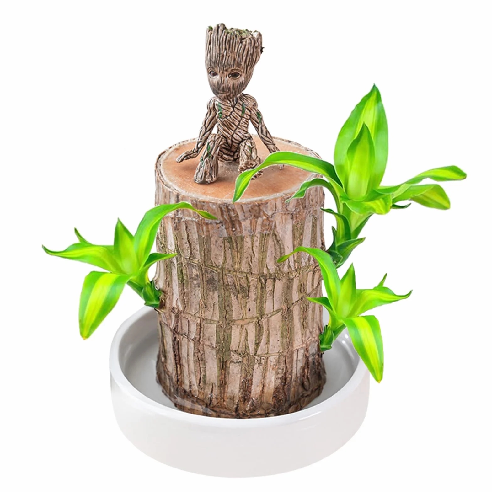 Brasil Ambú de la suerte Juego de plantas de madera con maceta