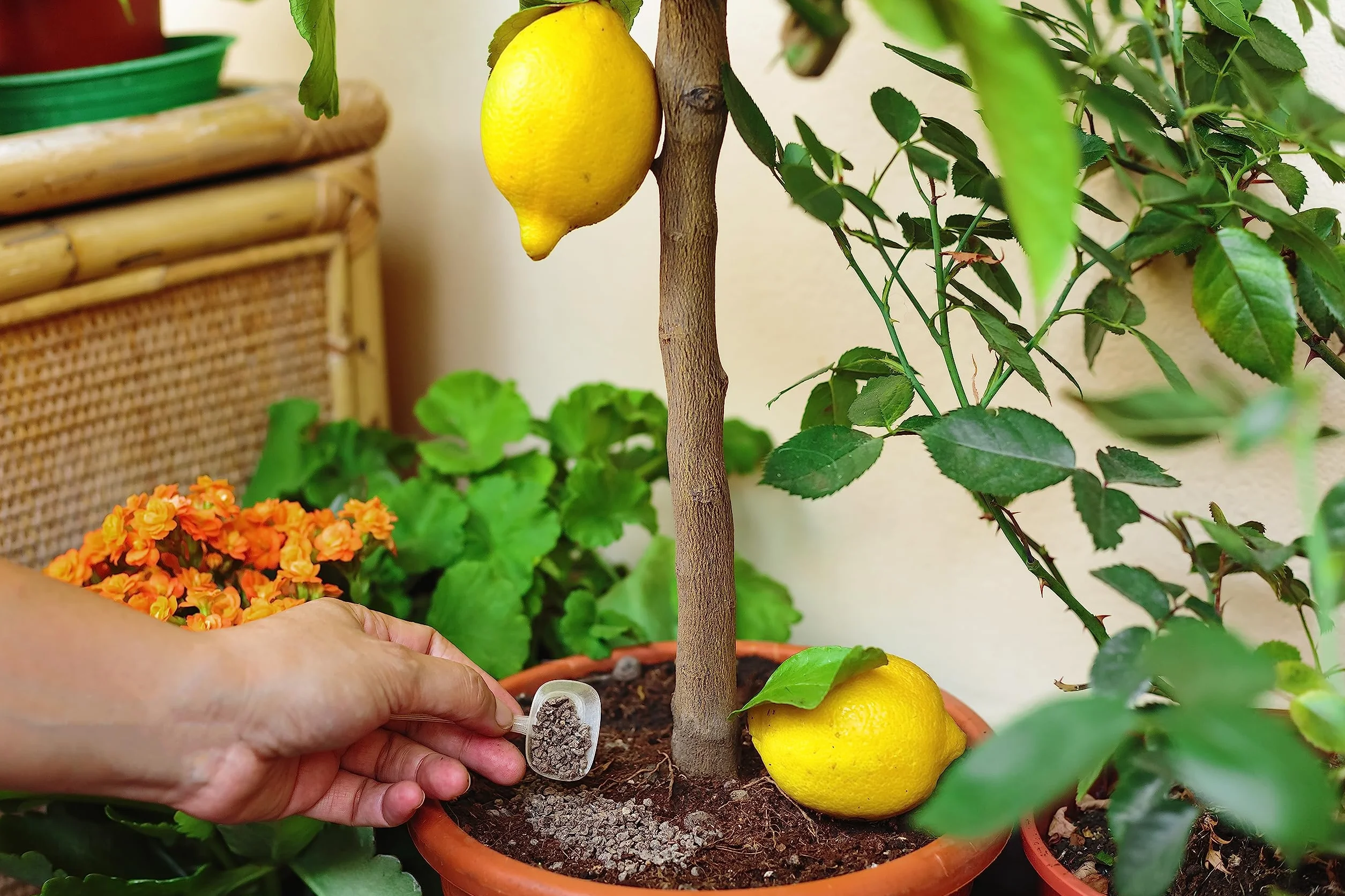 Fertilizante Orgánico para Cítricos 150GR Liberación Lenta Limones Naranjas