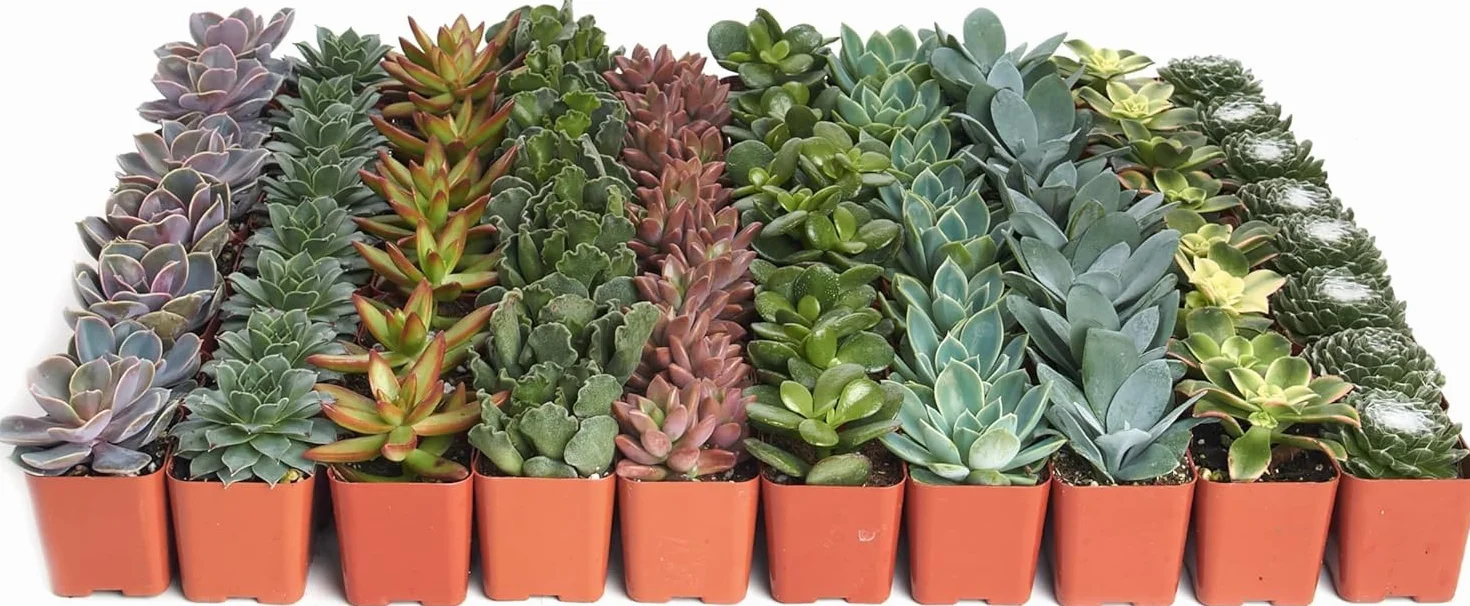 Suculentas Naturales Pack de 10 – Plantas Vivas Mixtas para Interior y Exterior