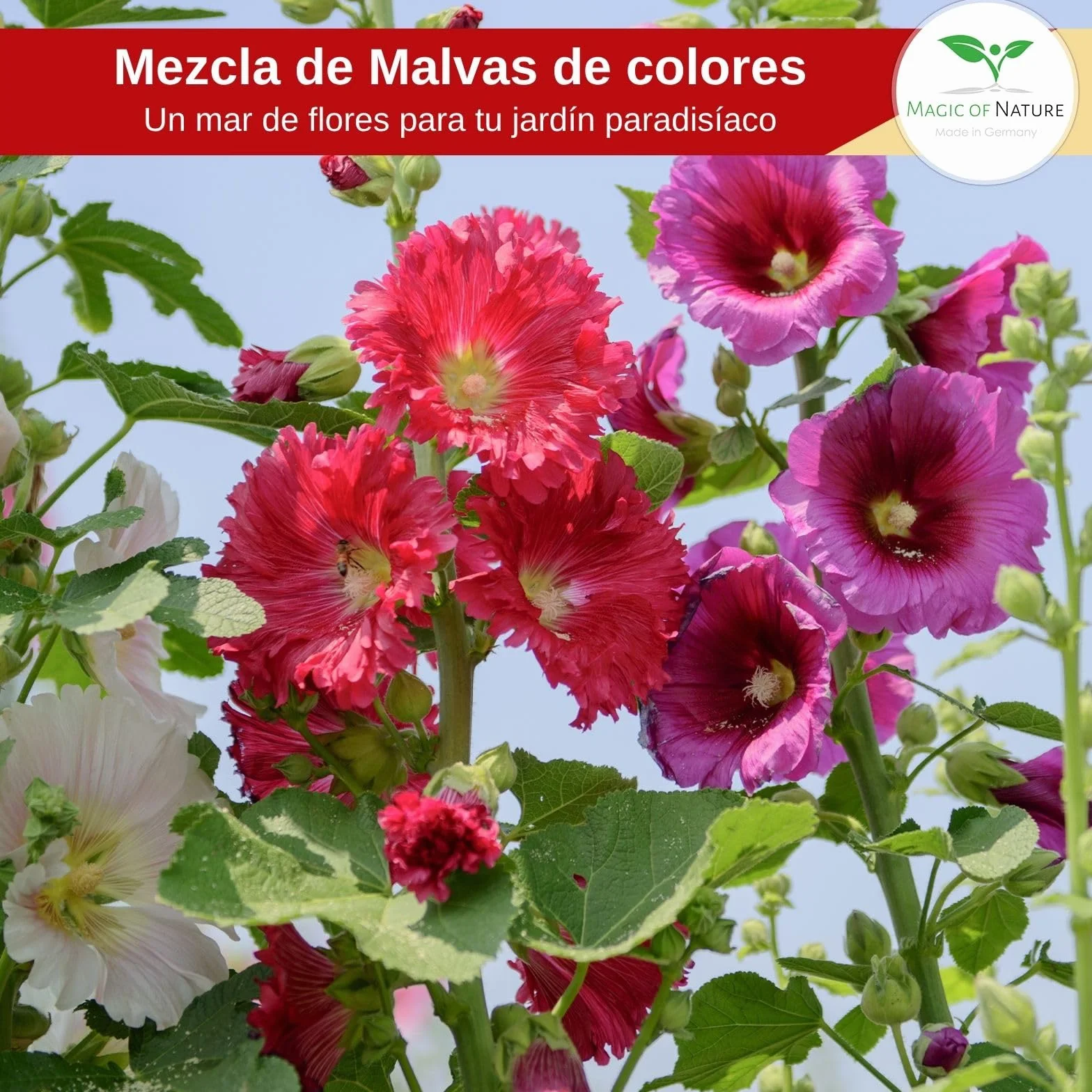 Magic of Nature Alcea Rosea Mix 50 Semillas Flores de Jardín Perenne