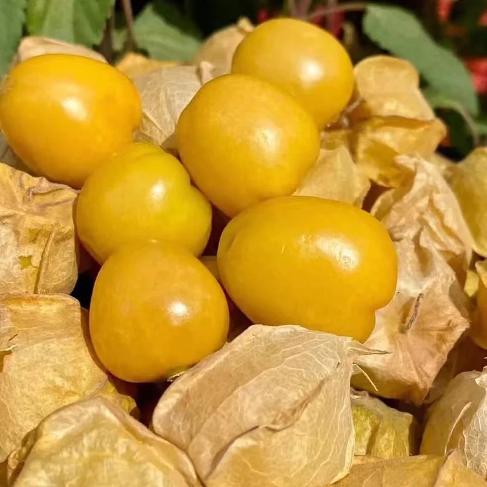 Physalis peruana nasiona 500 sztuk, roślina szybko rosnąca, odporna na zewnątrz, rzadka odmiana