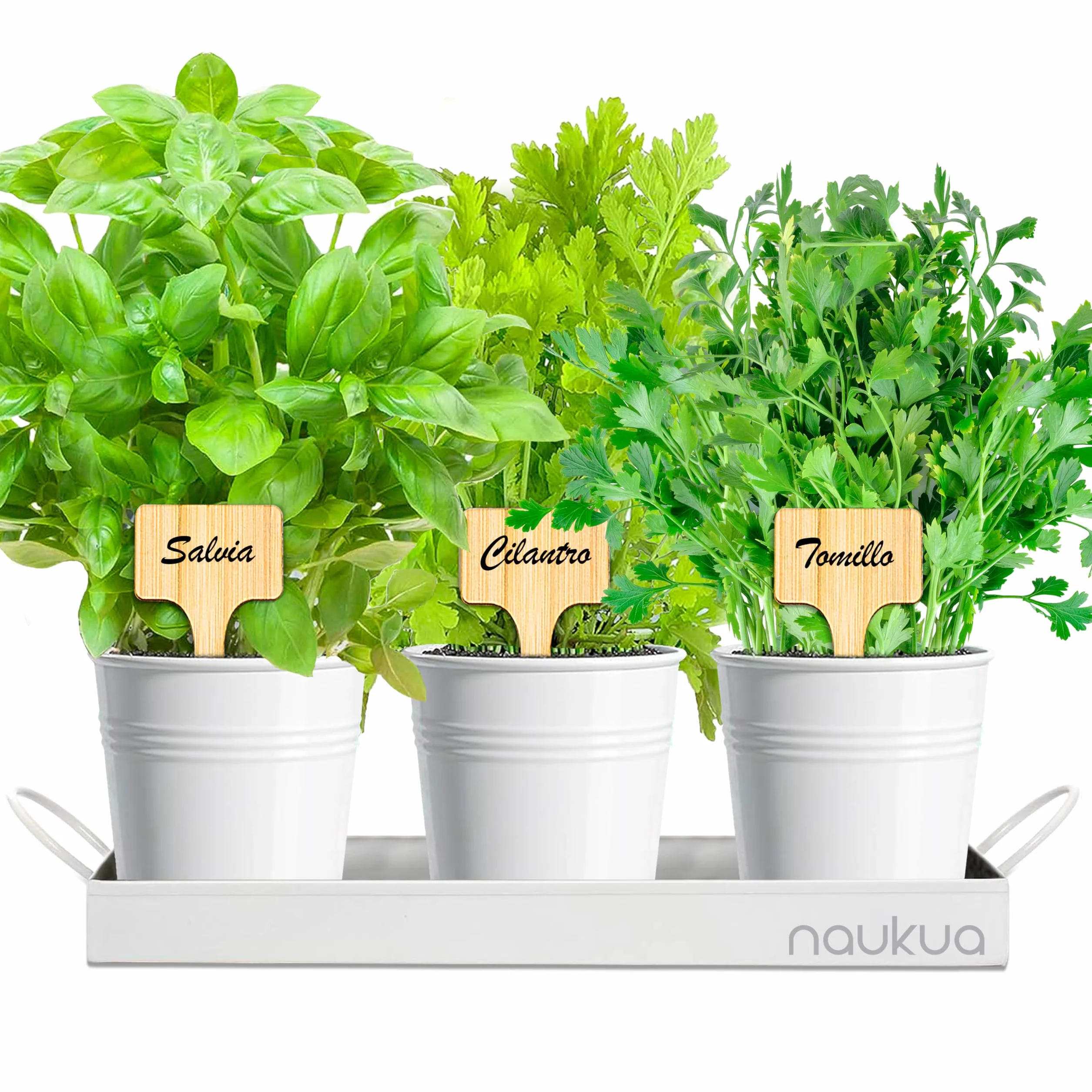 Kit Huerto Urbano Vintage Plantas Aromáticas Semillas Orgánicas España Tomillo Cilantro Salvia