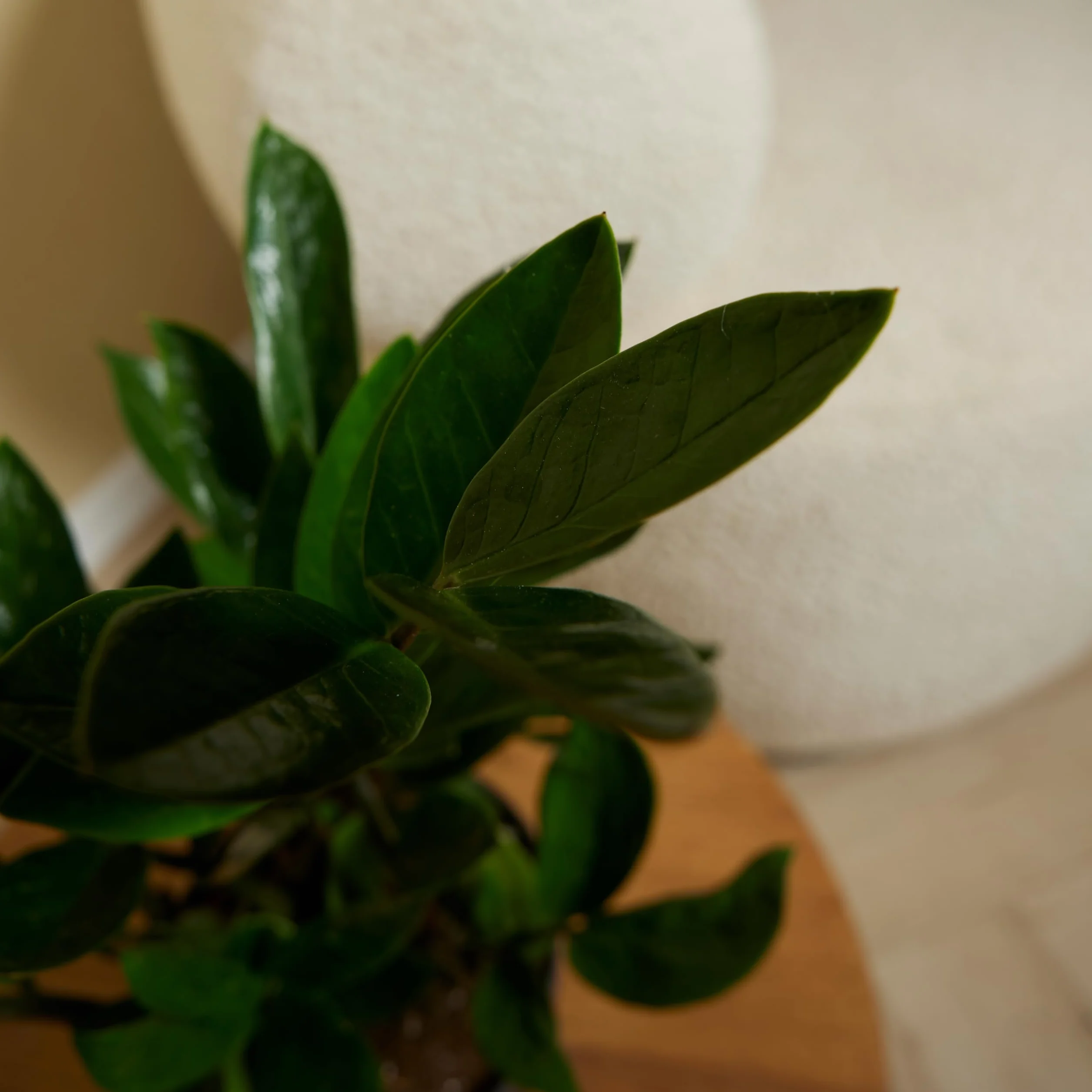 Bloomique Zamioculcas zamiifolia ZZ plant Planta de interior Purificadora 30-40 cm Maceta 12 cm