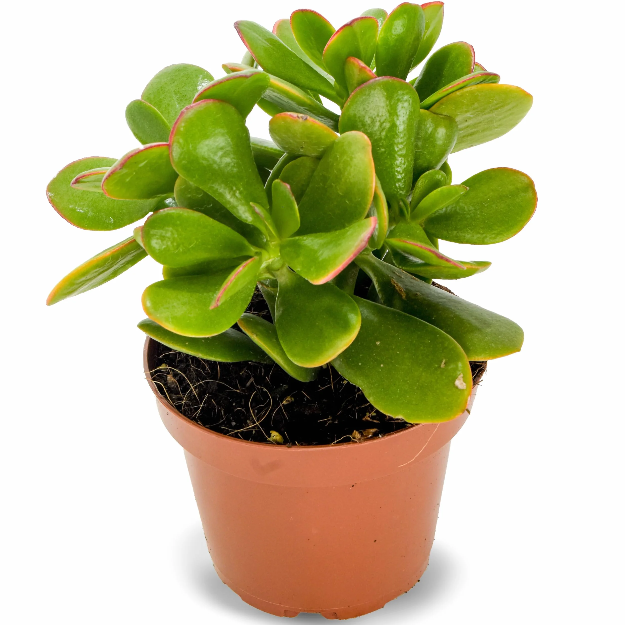 Crassula Ovata Sunset Planta Natural Suculenta Árbol de Jade Hojas Verdes Bordes Rojizos Tonos Dorados