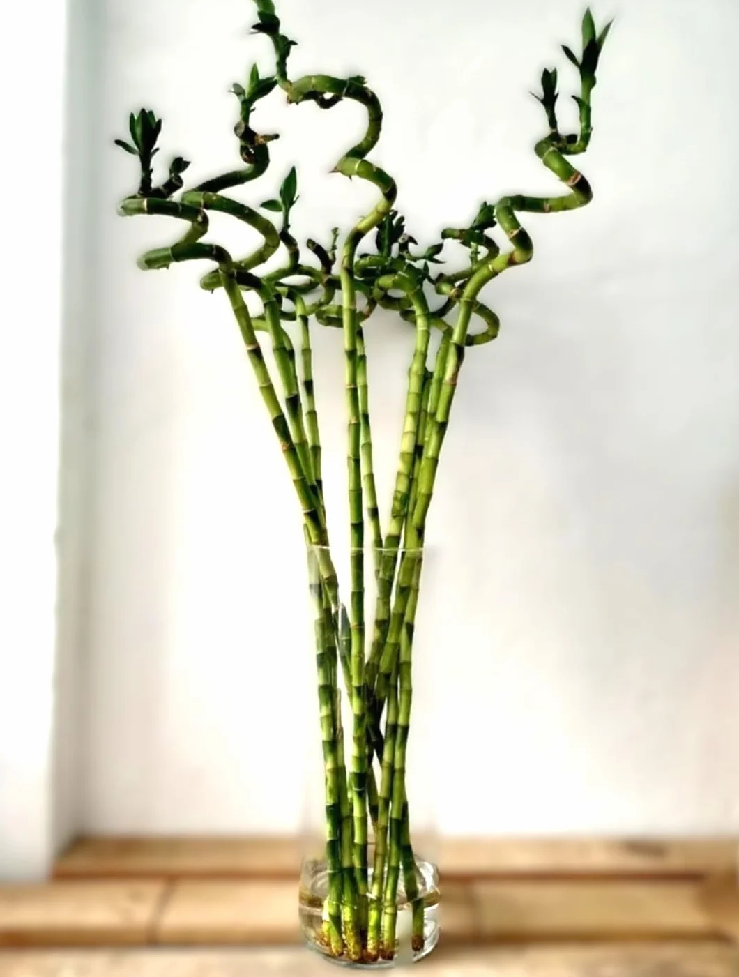 BotanicaUrbana Bambú de la Suerte en Espiral Natural Set de 3 Tallos Vivos 70 cm Planta de Interior Verde