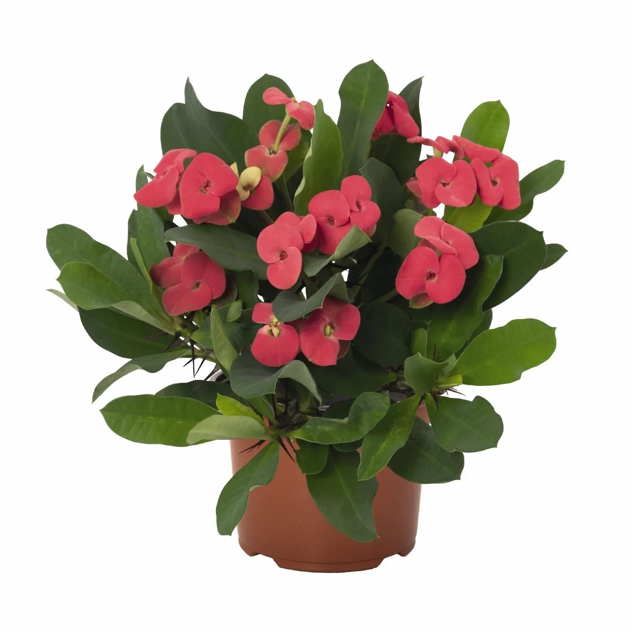DECOALIVE Corona de Cristo Roja Planta Natural Interior Exterior