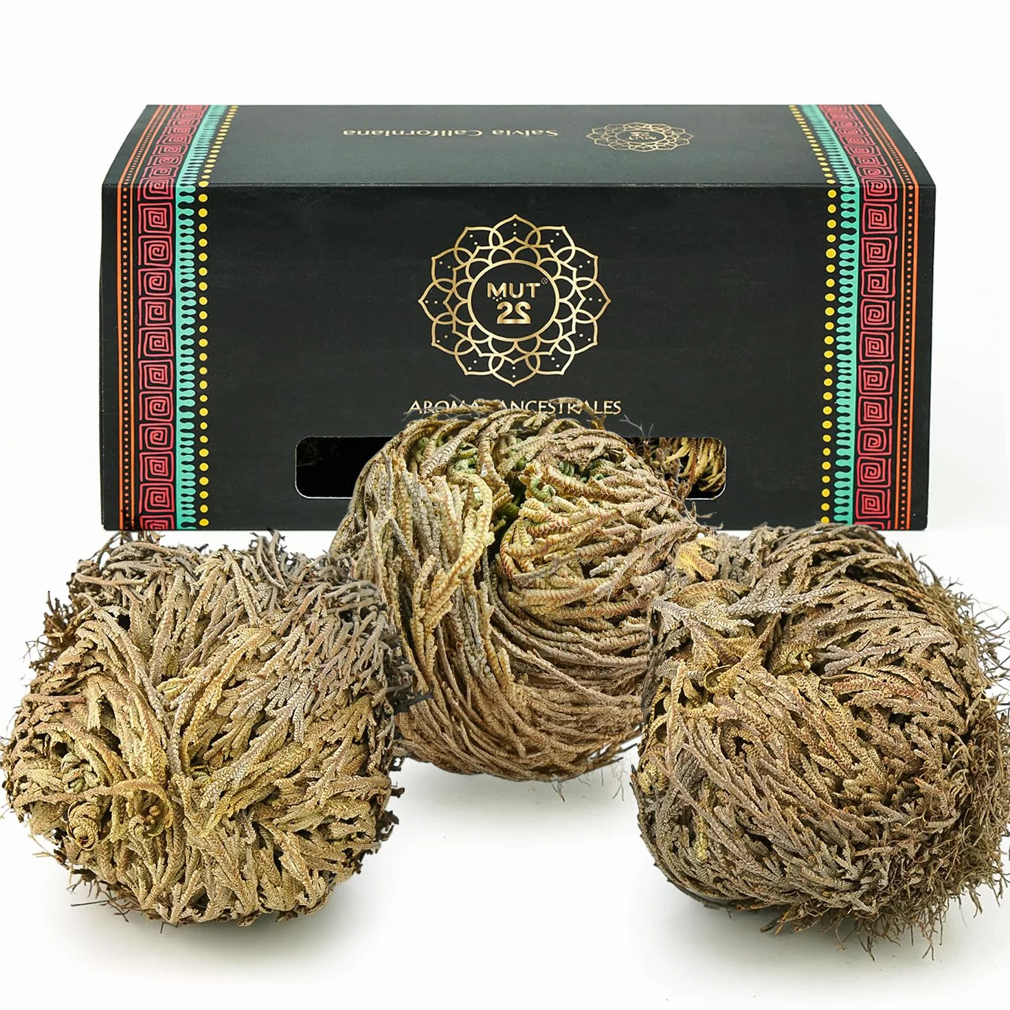 Rosa de Jericó Grande 3-4 Pulgadas, Planta Mística de Resurrección para Decoración y Meditación