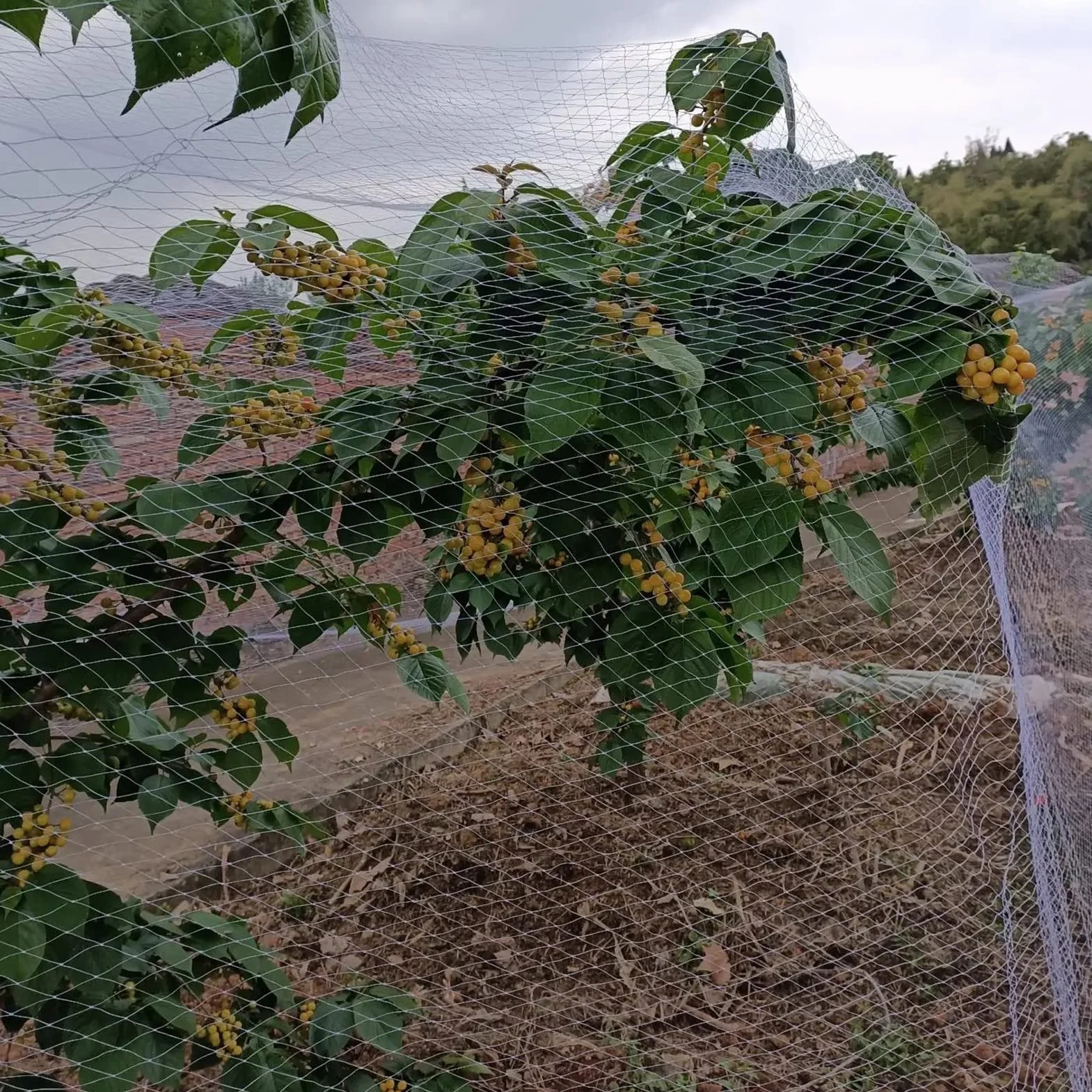Red Antipájaros Extragrande para Árboles Frutales, Rollo De Malla De Plástico Resistente para Jardín, Color, para Uvas, Fresas Y Arándanos, Cerca para Gallineros En Exteriores (5 X 10 M/16,4 X