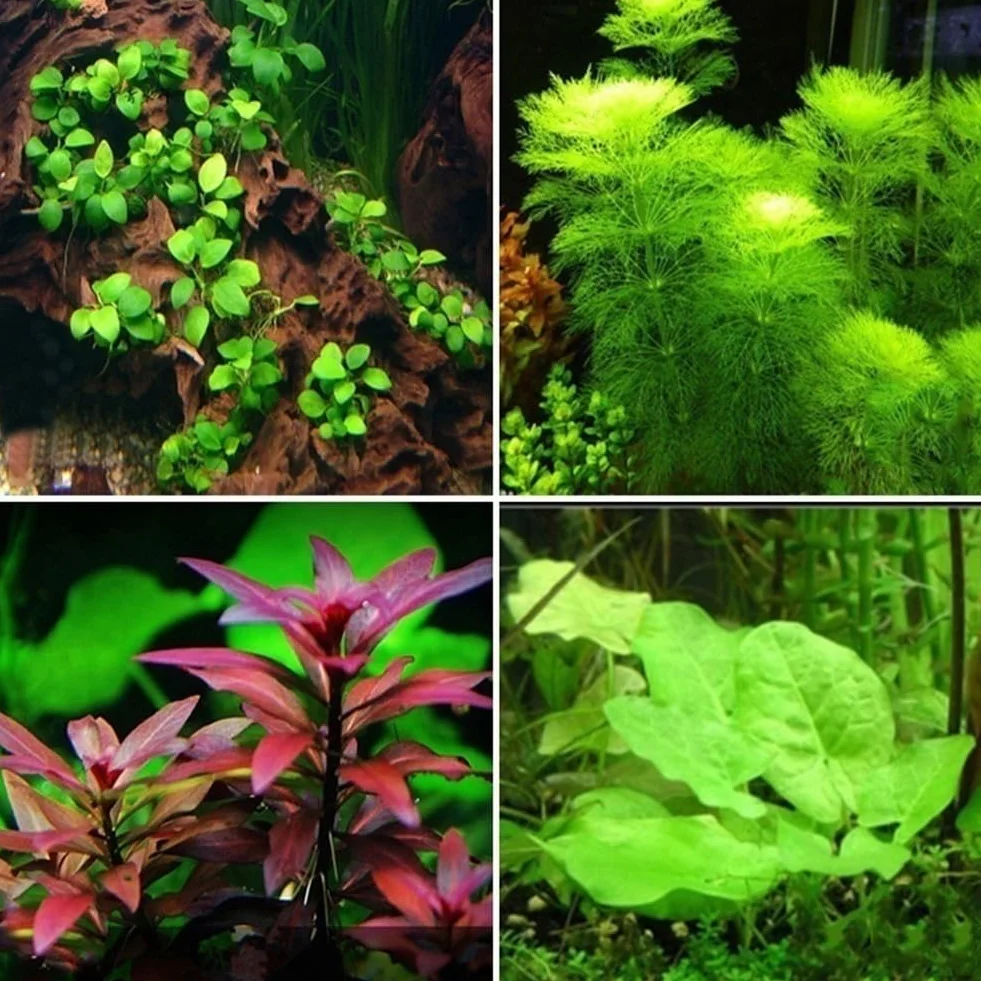 300/500 piezas semillas plantas agua raras musgo subacuático decoracion tallo hierba acuario