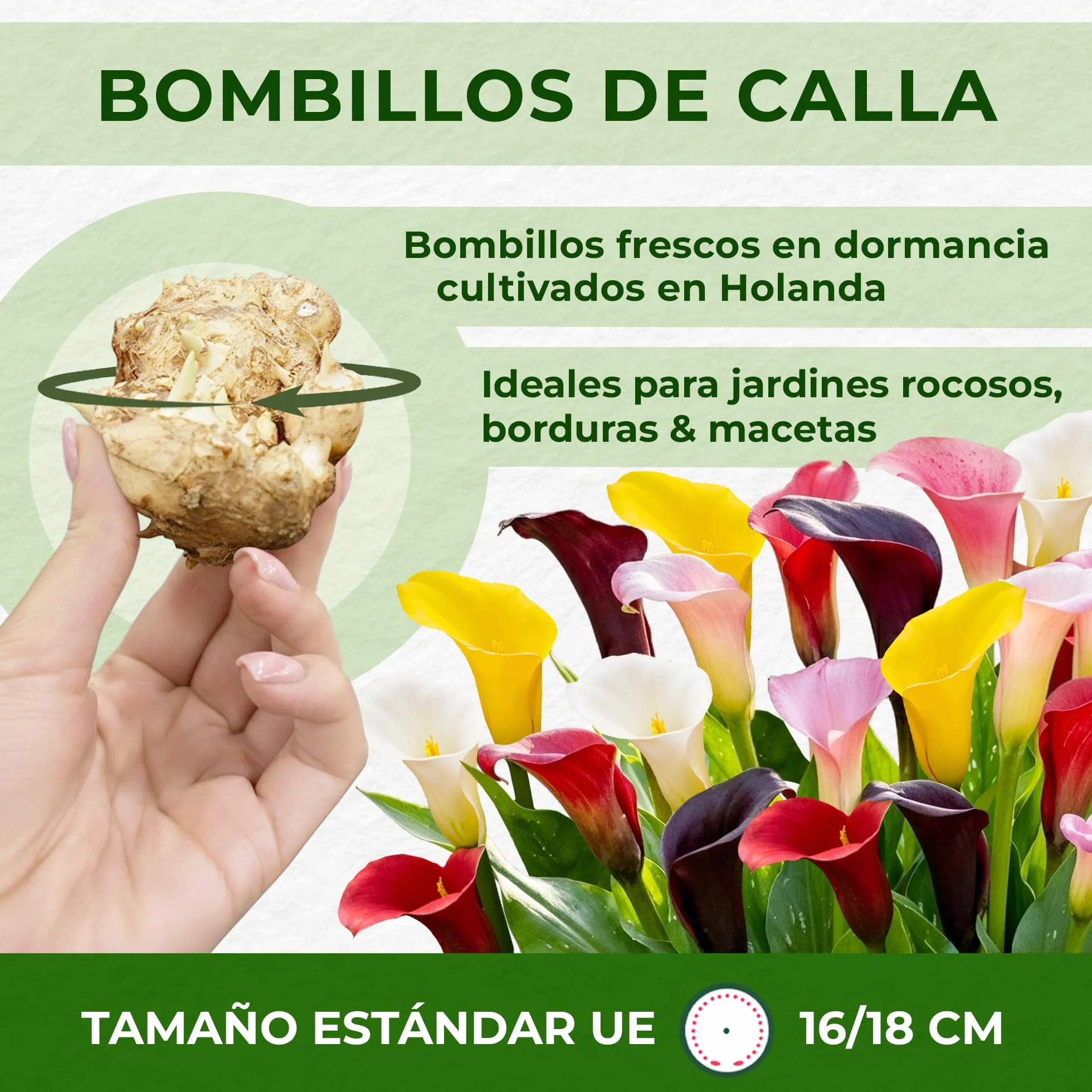 Zantedeschia Calla Lily Bulbos 5 piezas grandes de Holanda