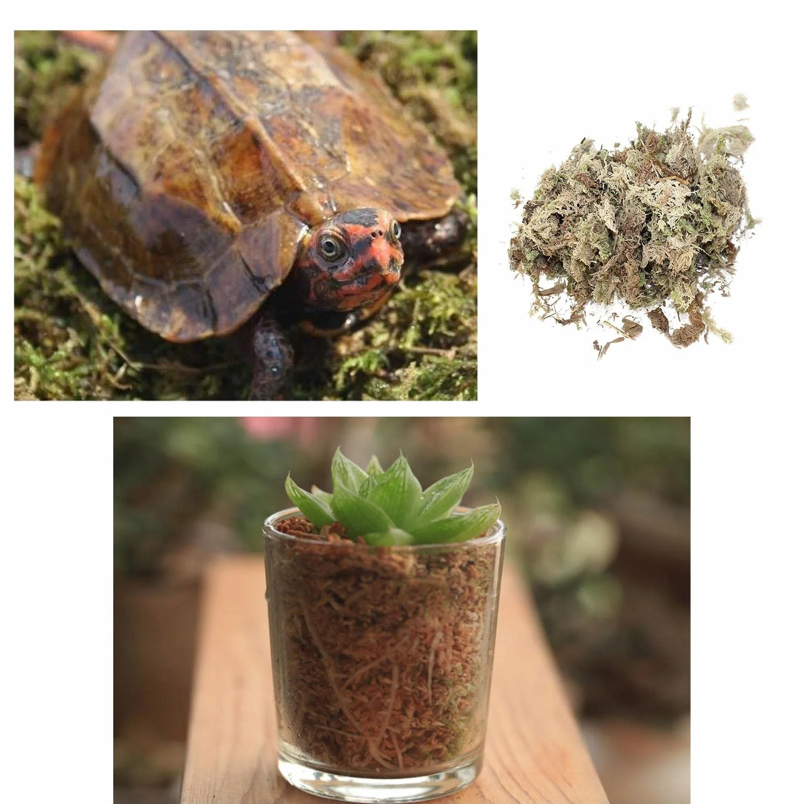 Musgo Sphagnum Seco Natural Sustrato Cultivo sin Suelo para Orquídea Phalaenopsis 12L