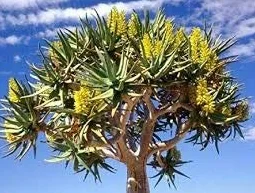 50 Semillas de Aloe Dichotoma Tree Amarillo