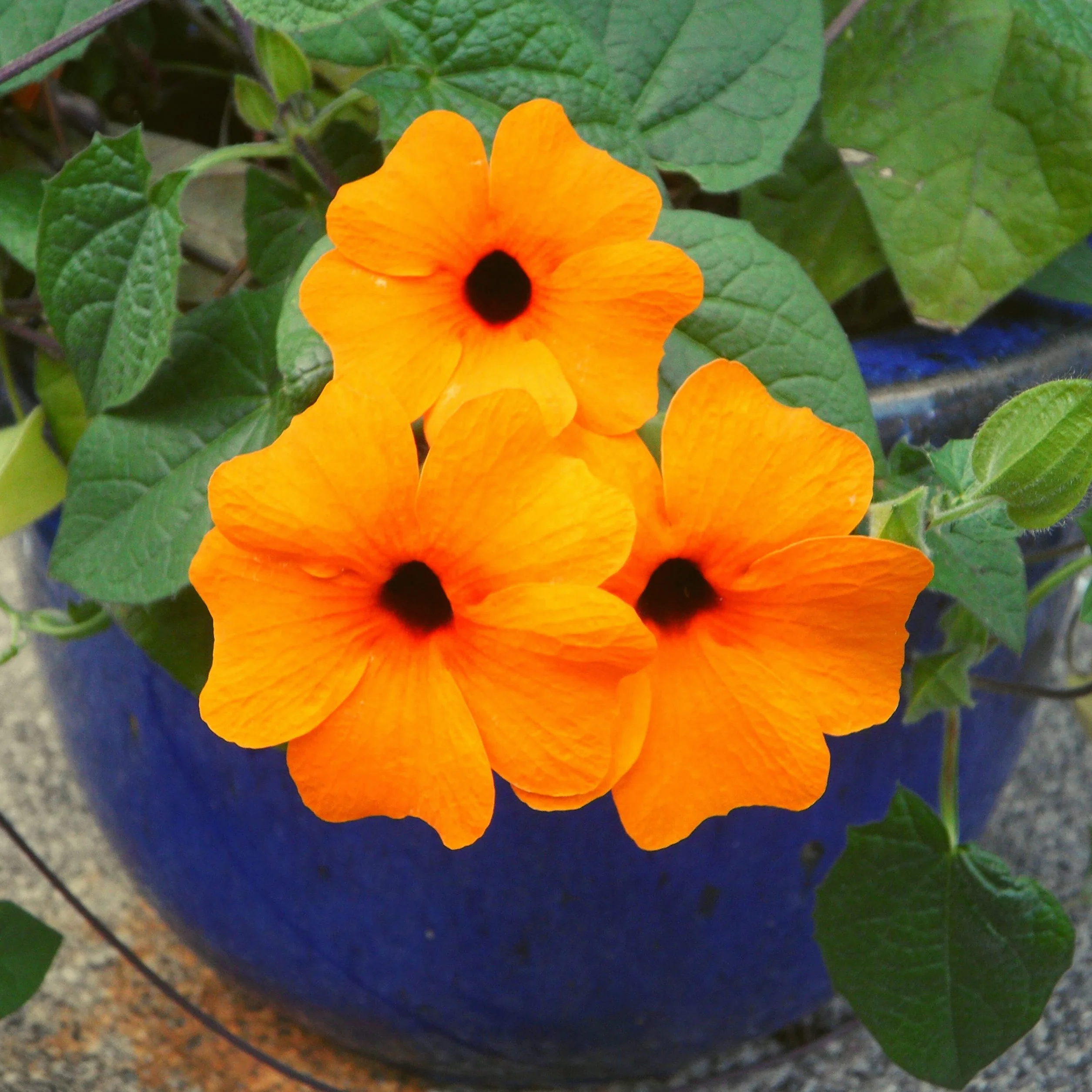 Thunbergia alata Susana con ojos negros planta trepadora para jardín terraza balcón