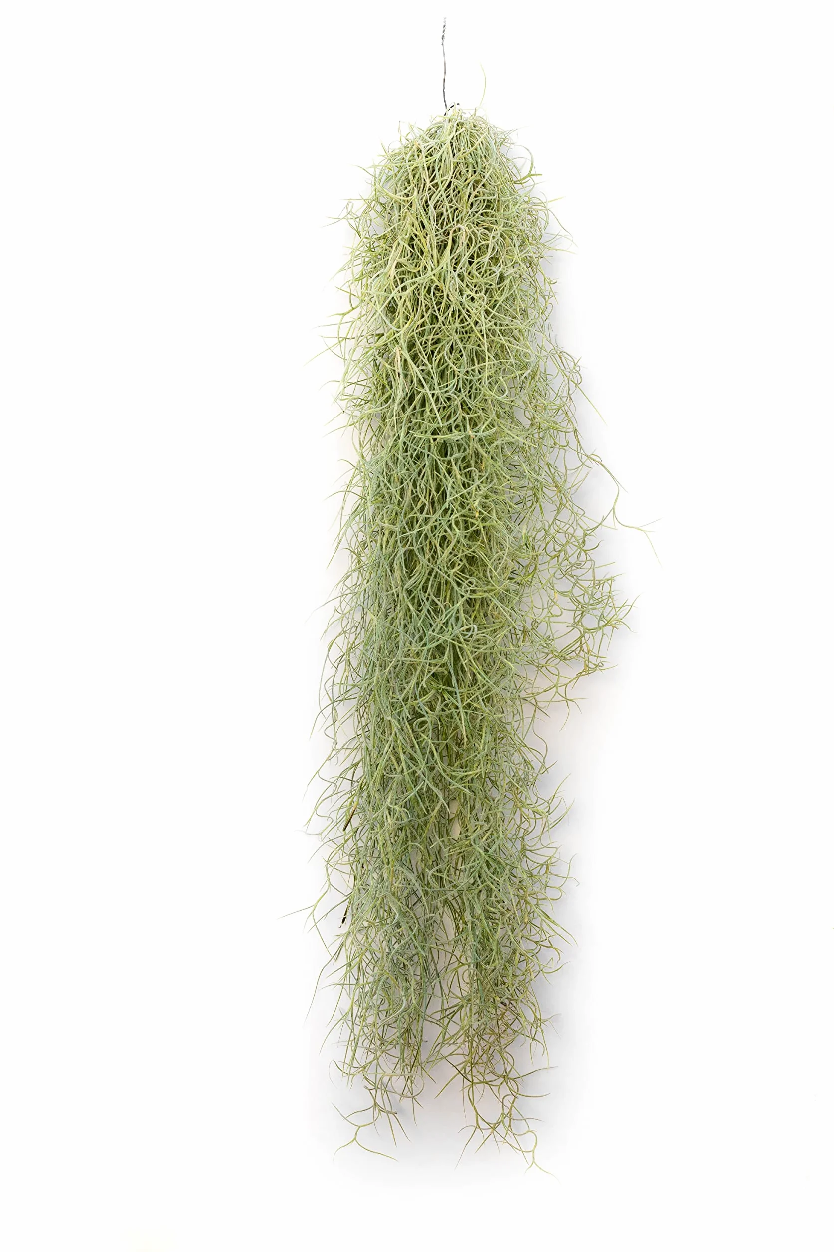 Tillandsia Usneoides Natural - Clavel del Aire - Planta Colgante de Exterior e Interior (50-60 cm)