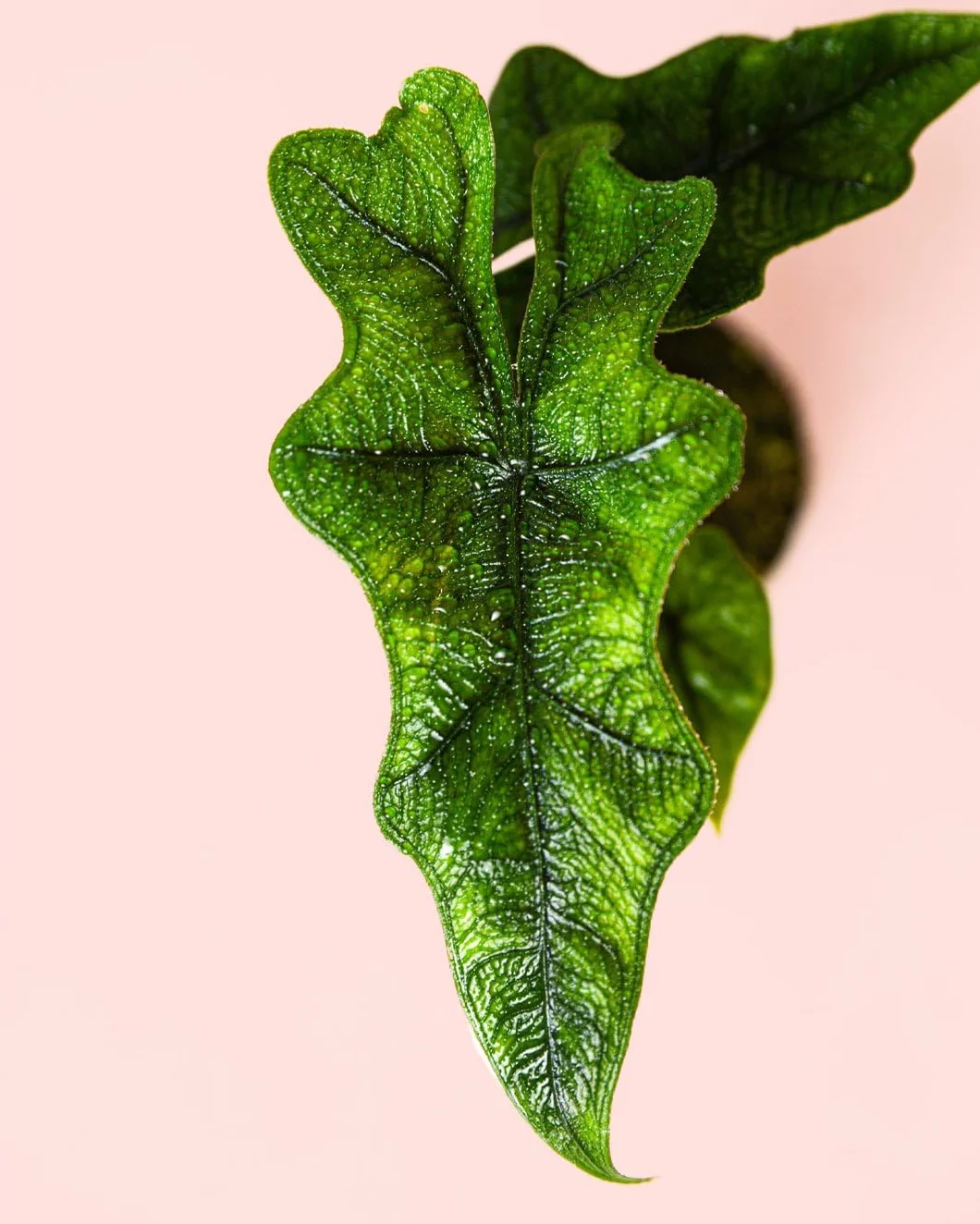 Alocasia Jacklyn PUR PLANT | Planta tropical de interior resistente | Hojas verdes recortadas | Maceta Ø6 cm