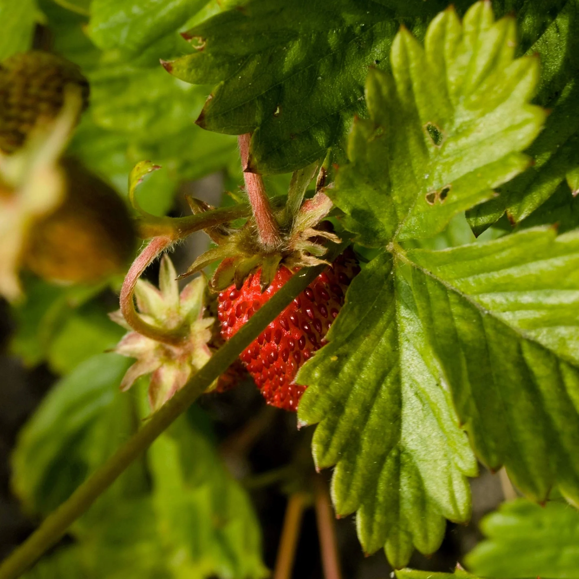 Fresa de los bosques Fragaria vesca 300 semillas