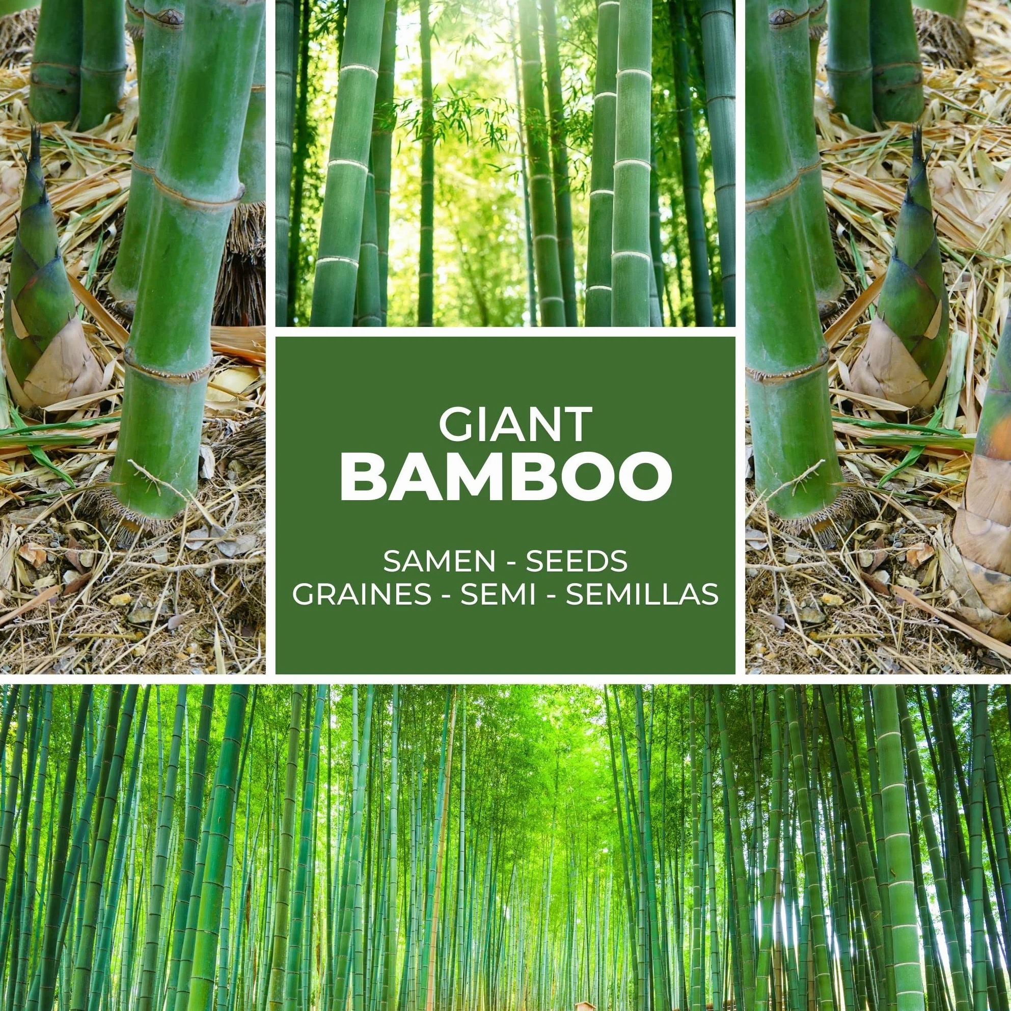 Semillas de Bambú Gigante Magic of Nature (60 uds.) Crecimiento Rápido para Jardín