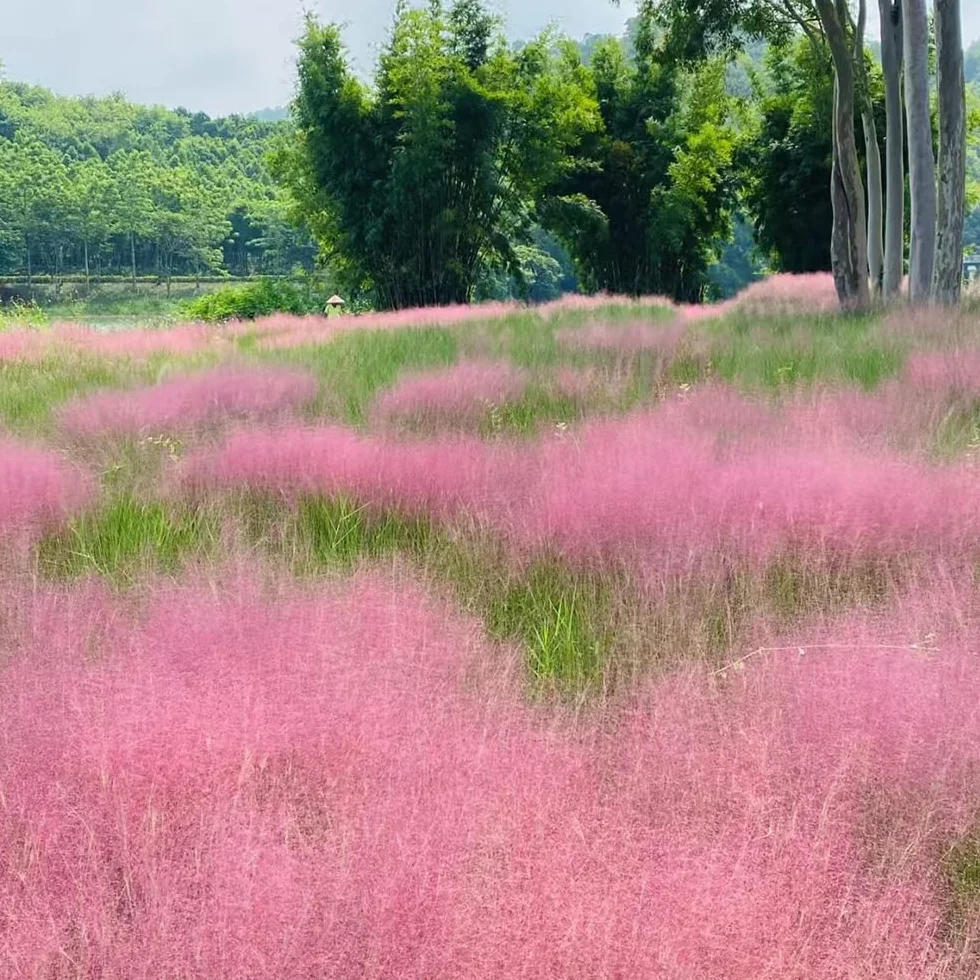 Gramíneas ornamentales - Muhlenbergia capillaris - verdes, de interior en maceta resistentes al jardín ornamental, resistente balcón, de oficina, 200semillas