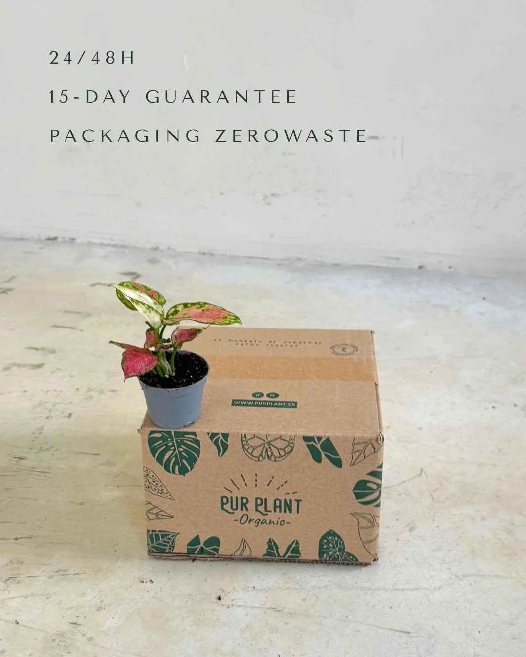 Aglaonema Pink Mini Planta Natural Interior Decorativa Compacta Ø6 cm