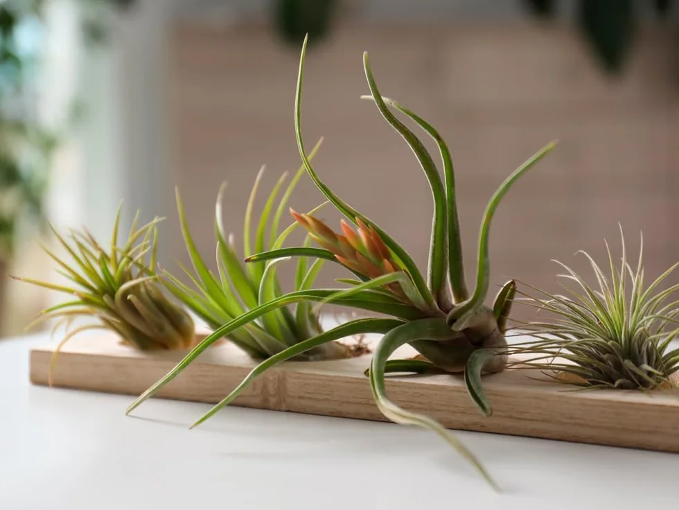 Pack Tillandsias Naturales Plantas Aéreas Sin Tierra Set Variado Decorativo Fácil Cuidado (15)