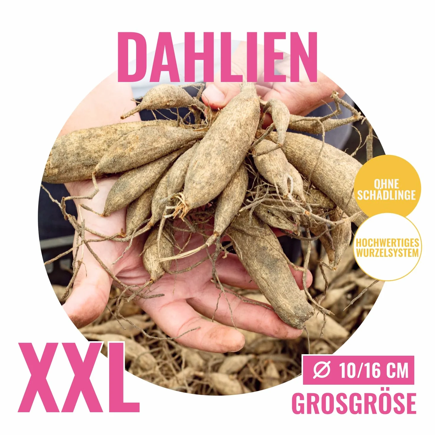 Dalia gigante DinnerPlate 5 bulbos mezcla exclusiva Holanda colección perenne jardín balcón