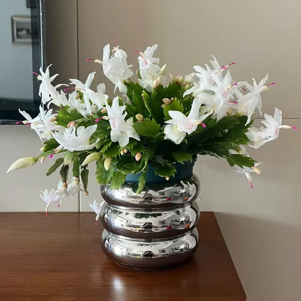 Semillas de cactus navideños Schlumbergera truncata 50 piezas bonsai maceta decoración floral regalo
