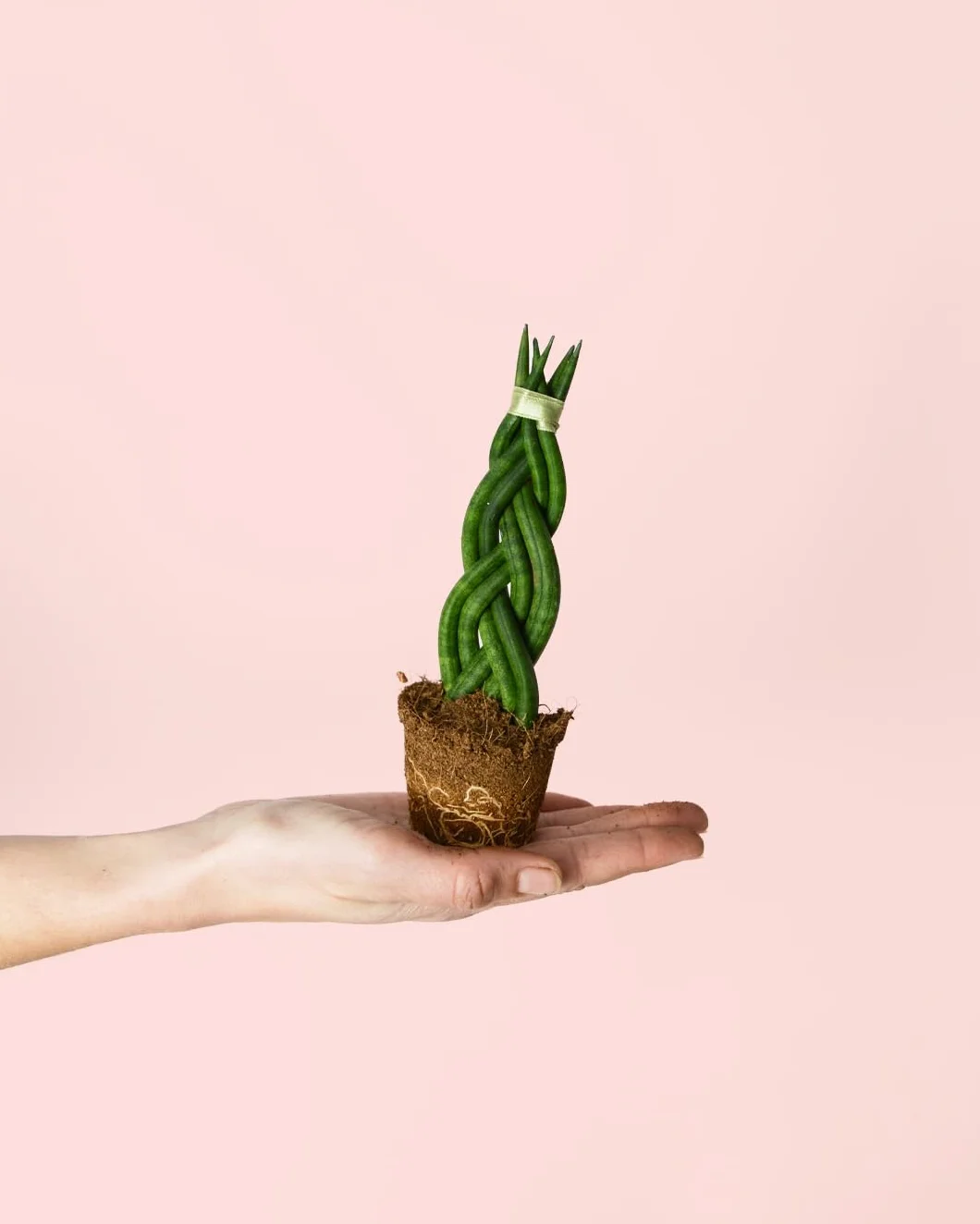 Sansevieria Trenzada Mini Planta Natural Interior Ø6 cm