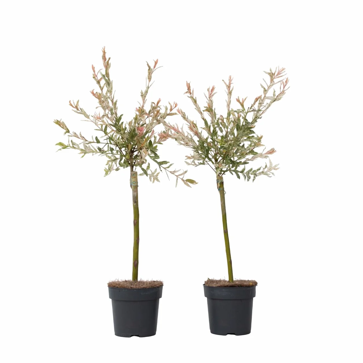 Salix integra Flamingo Set de 2 Planta de Jardín Sauce Arlequín Maceta 17cm Altura 60-80cm