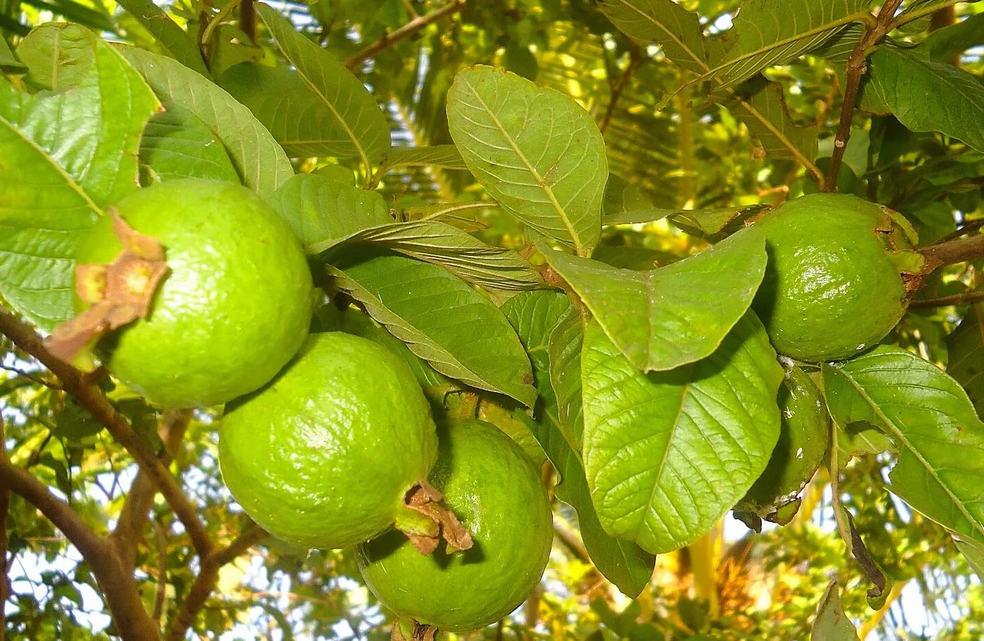 Semillas de Guayaba Psidium guajava Árbol Frutal Exótico
