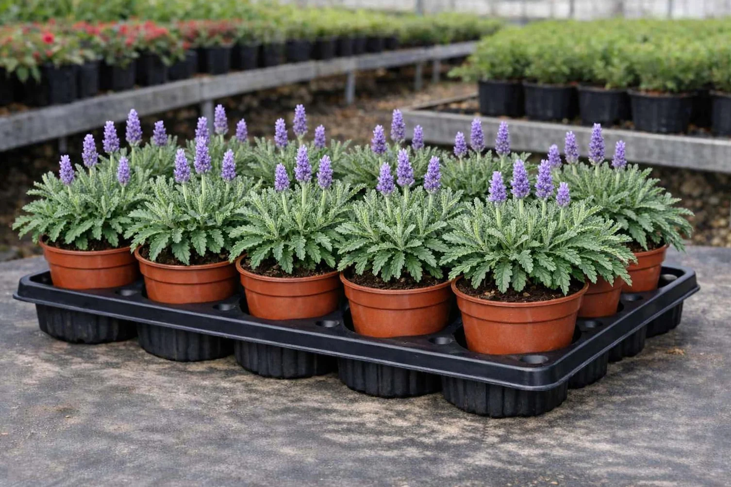 Lavandula Dentata 12 Pack Plantas en Maceta 11 cm – Planta Aromática Decorativa