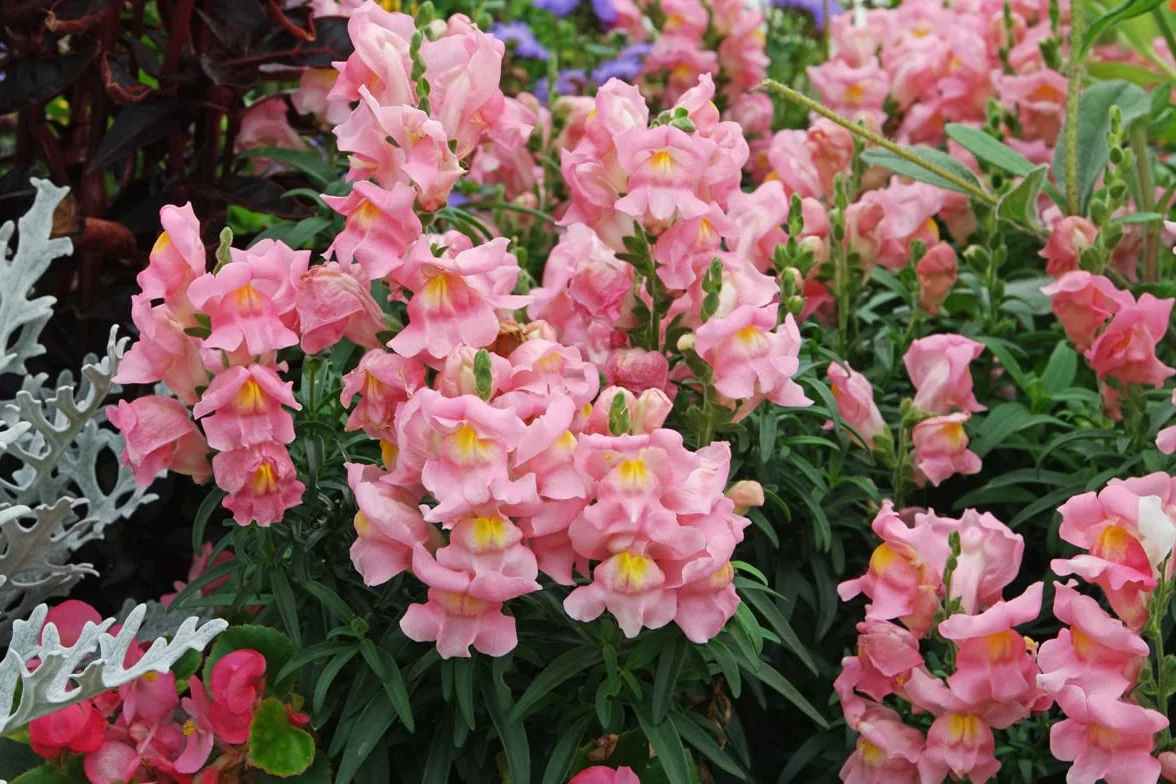 Nasiona Boca de Dragón (Antirrhinum majus) 100 sztuk