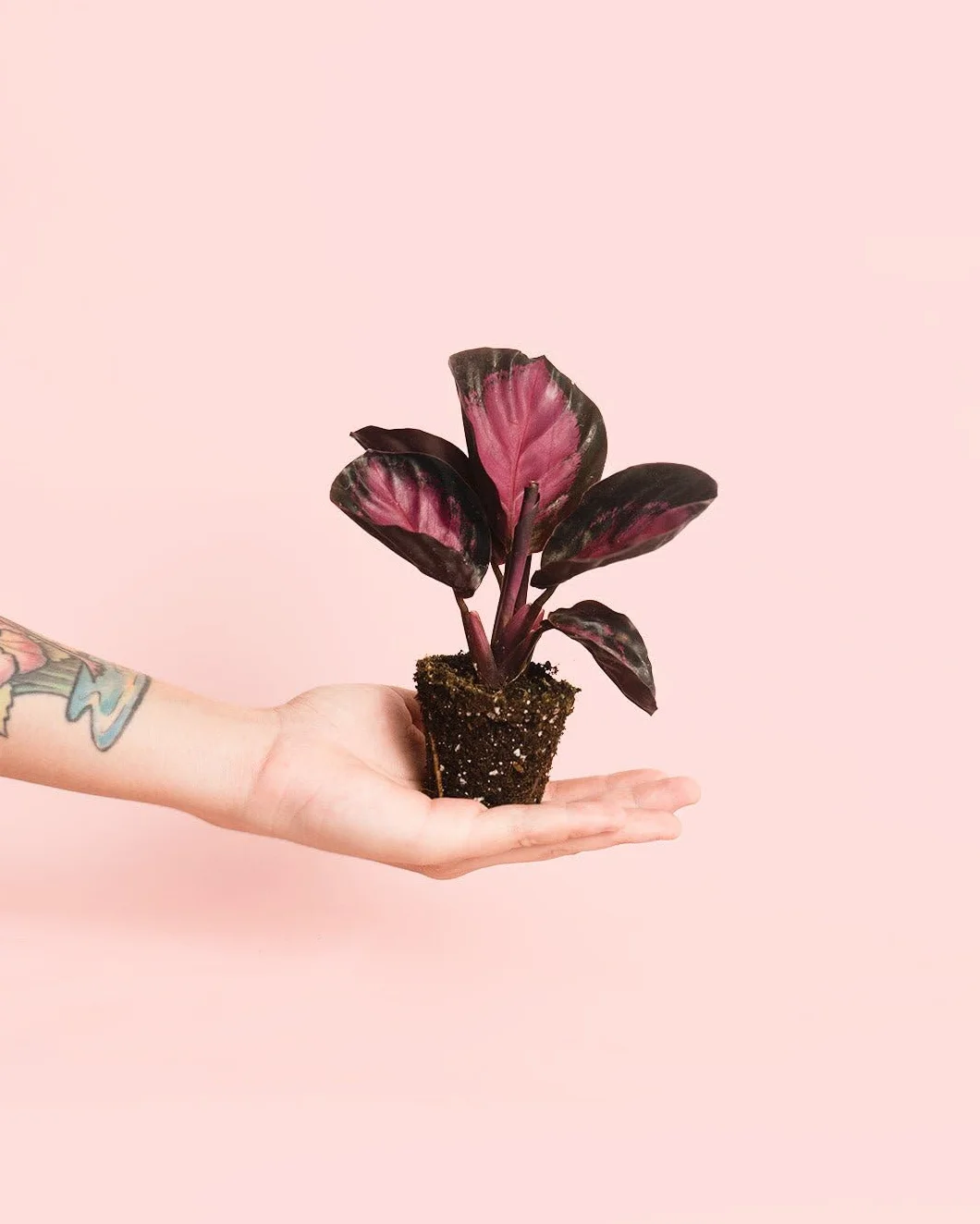 Calathea Roseopicta Rosy Dottie Mini Pet Friendly Planta Interior Maceta Ø6 cm