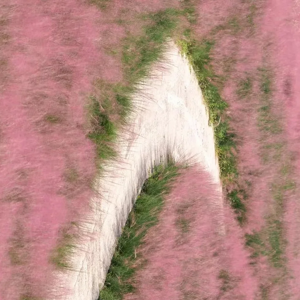 Gramíneas ornamentales - Muhlenbergia capillaris - verdes, de interior en maceta resistentes al jardín ornamental, resistente balcón, de oficina, 200semillas