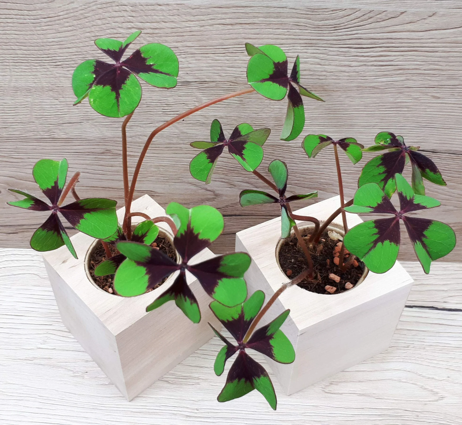 Feel Green Celebrations Ecocube trébol de la Suerte Cubo de Madera con Grabado láser Set de Cultivo