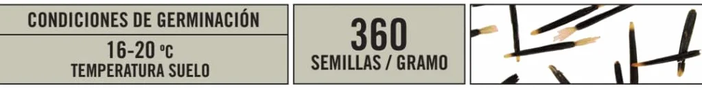 BATLLE Clavelón de la India Tagete Enano 4 g – Semillas de Flor Anual de Flores Dobles