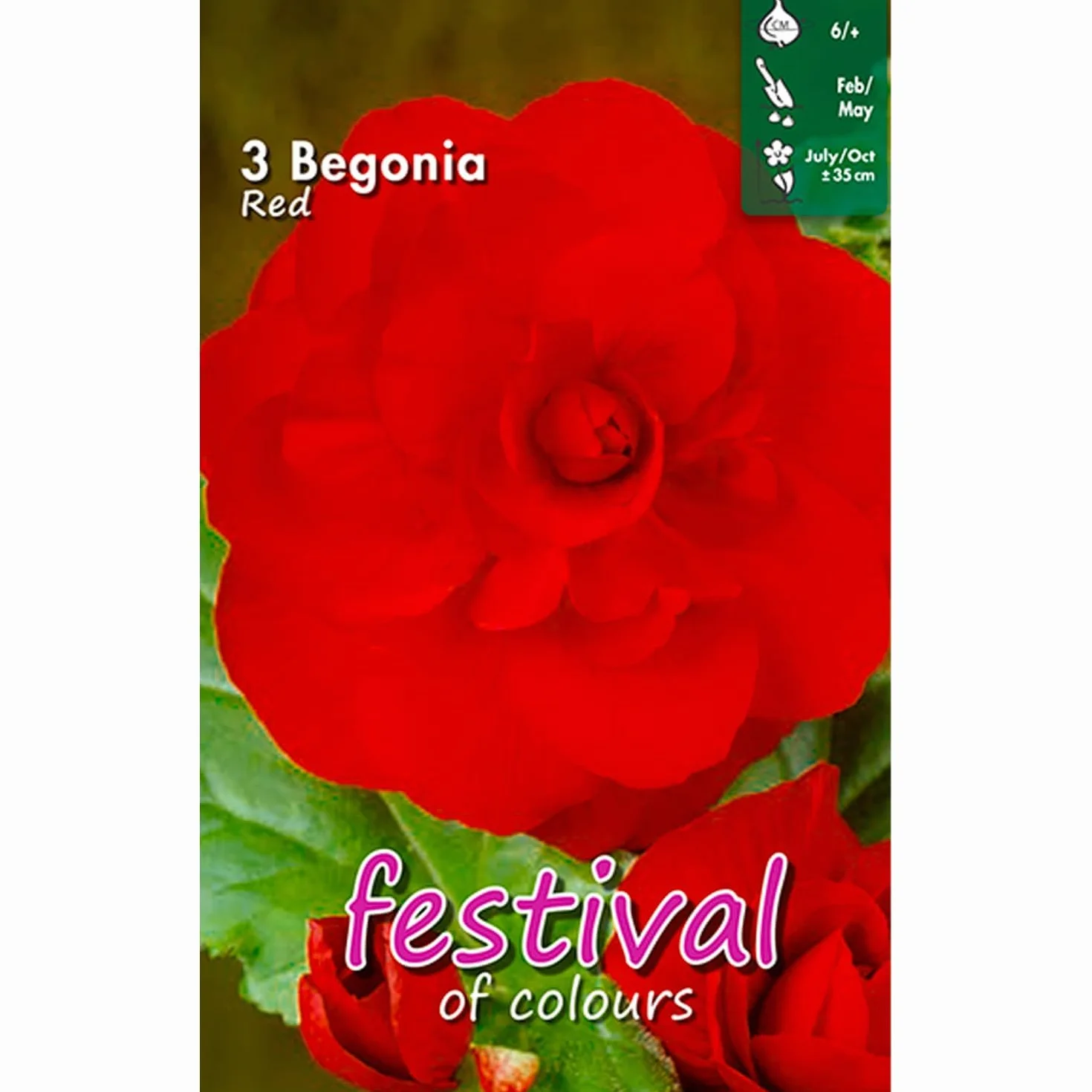 Bulbos de Begonia Doble Roja 3 uds. Selección exclusiva Holanda