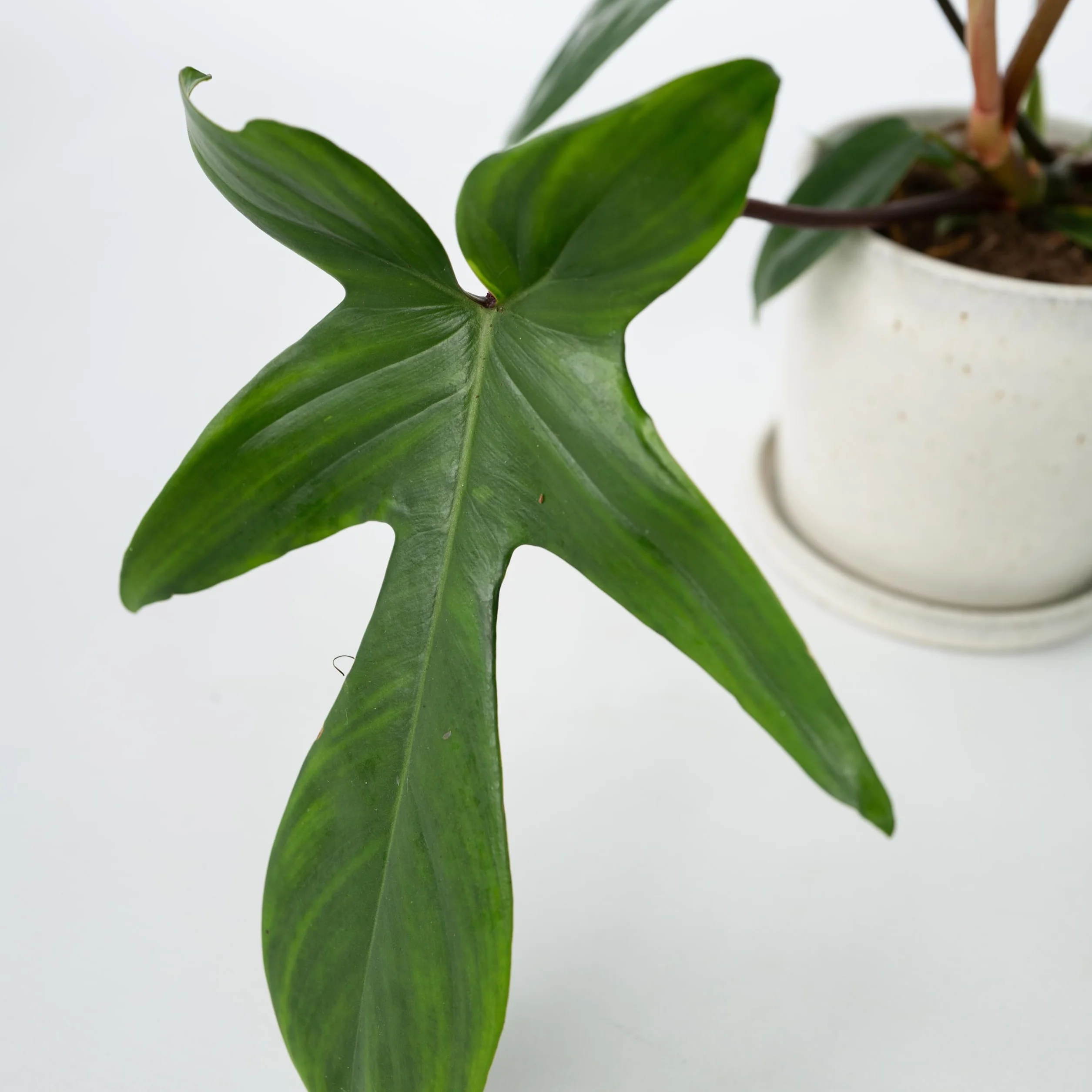 Philodendron Florida Green Planta Interior Purificadora Aire Maceta 12cm Altura 20-30cm