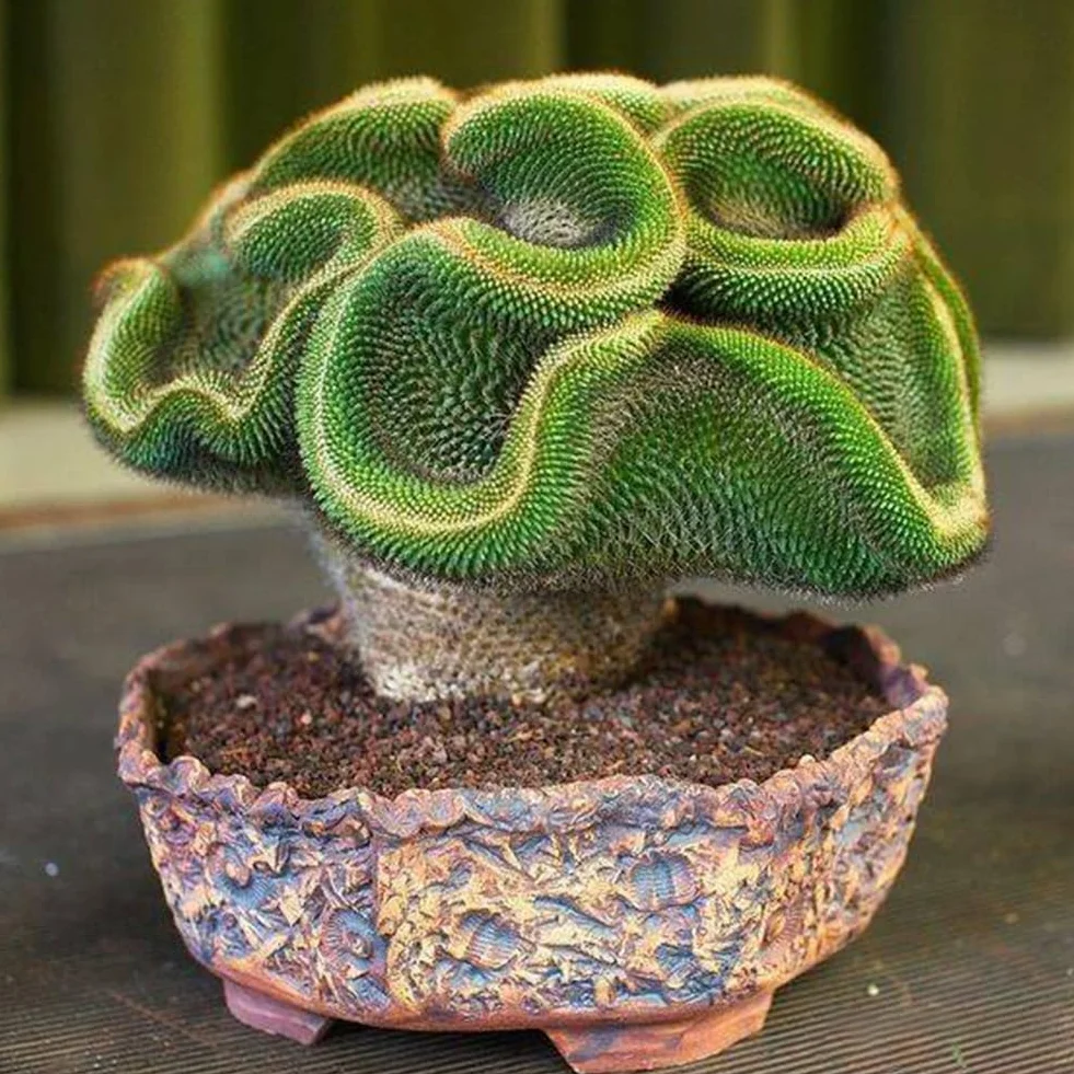 30 Semillas de Cactus Raras Planta Suculenta Decoración Hogar Oficina Bonsai Regalos Jardinería