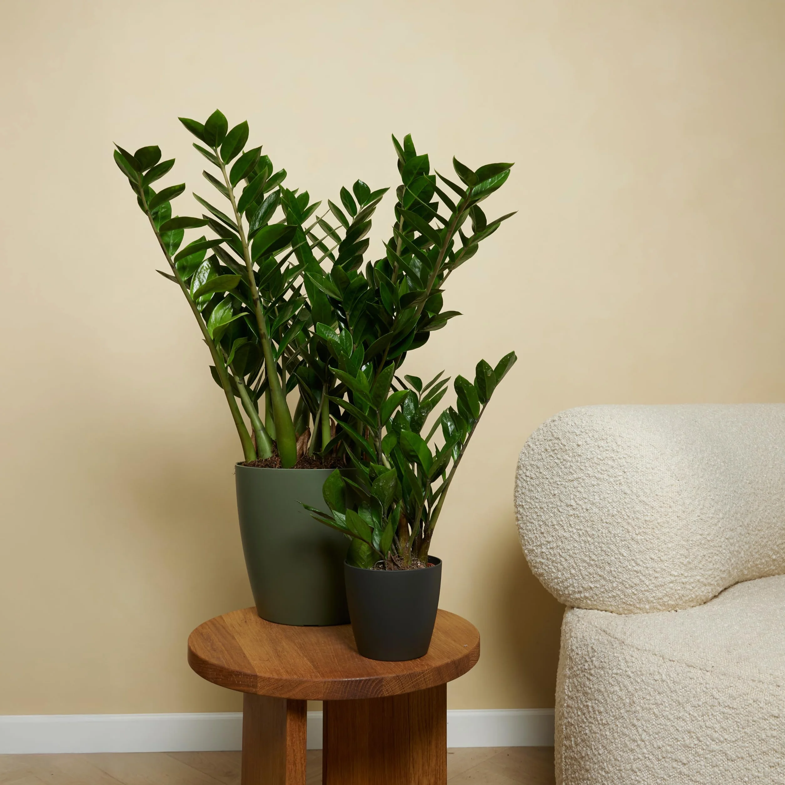 Bloomique Zamioculcas zamiifolia ZZ plant Planta de interior Purificadora 30-40 cm Maceta 12 cm