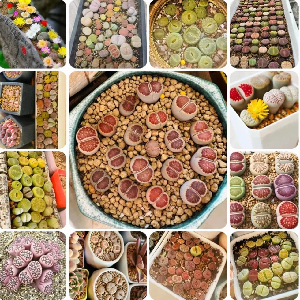 Semillas de Lithops 400pcs Piedra Viva Exóticas de Jardín Interior
