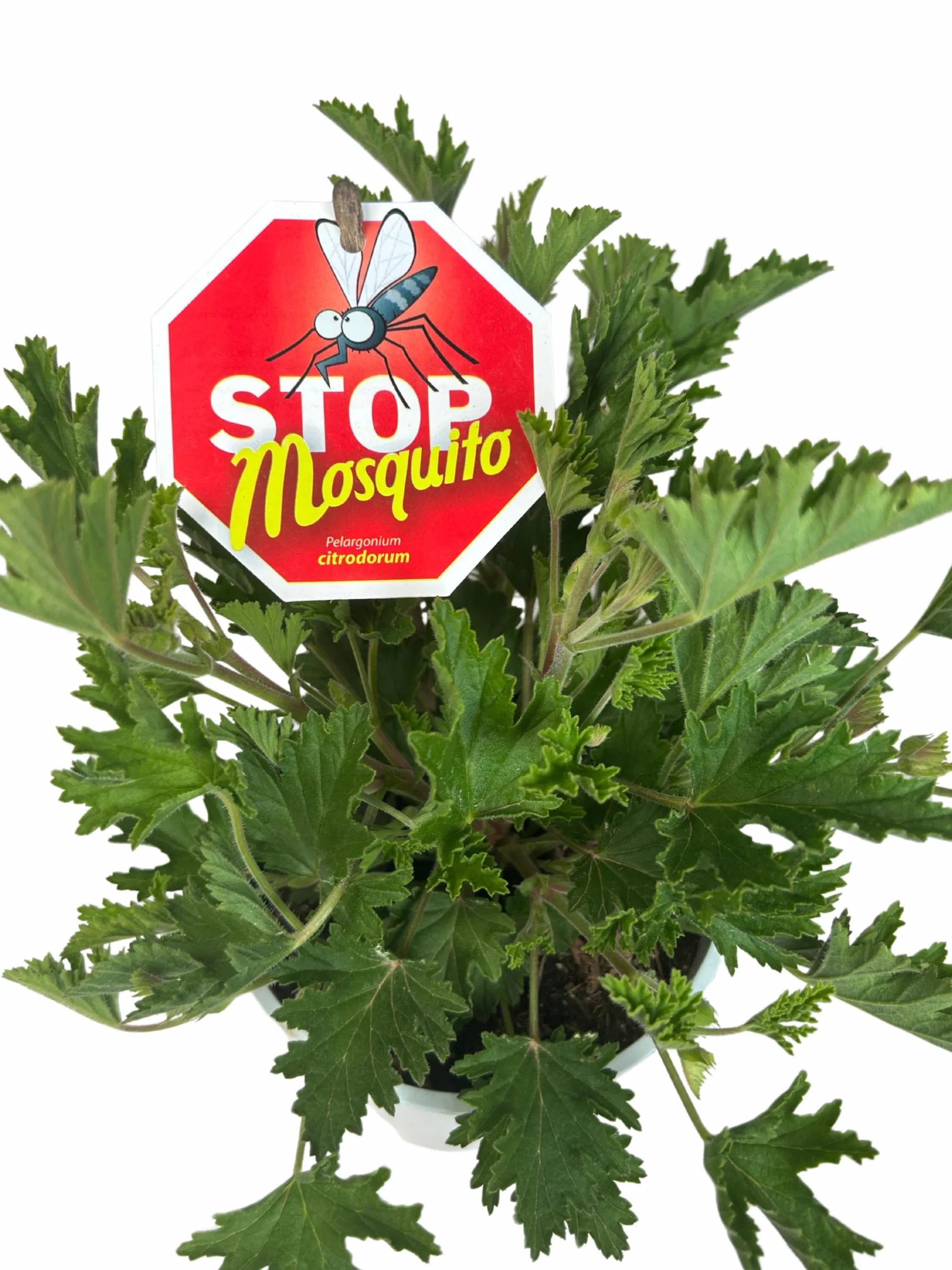 Pelargonium Citrodorum Citronela Natural Antimosquitos Maceta 14 cm