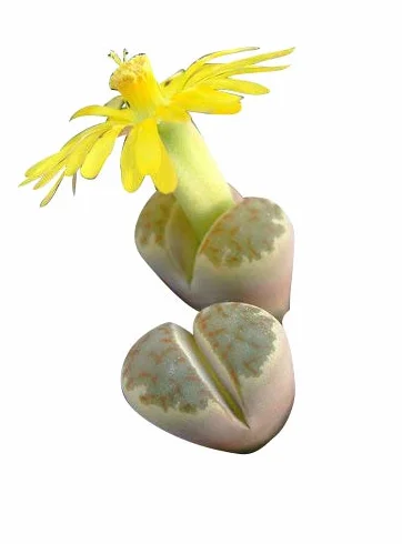 20 Semillas Lithops Mezclar (Mix) By Samenchilishop