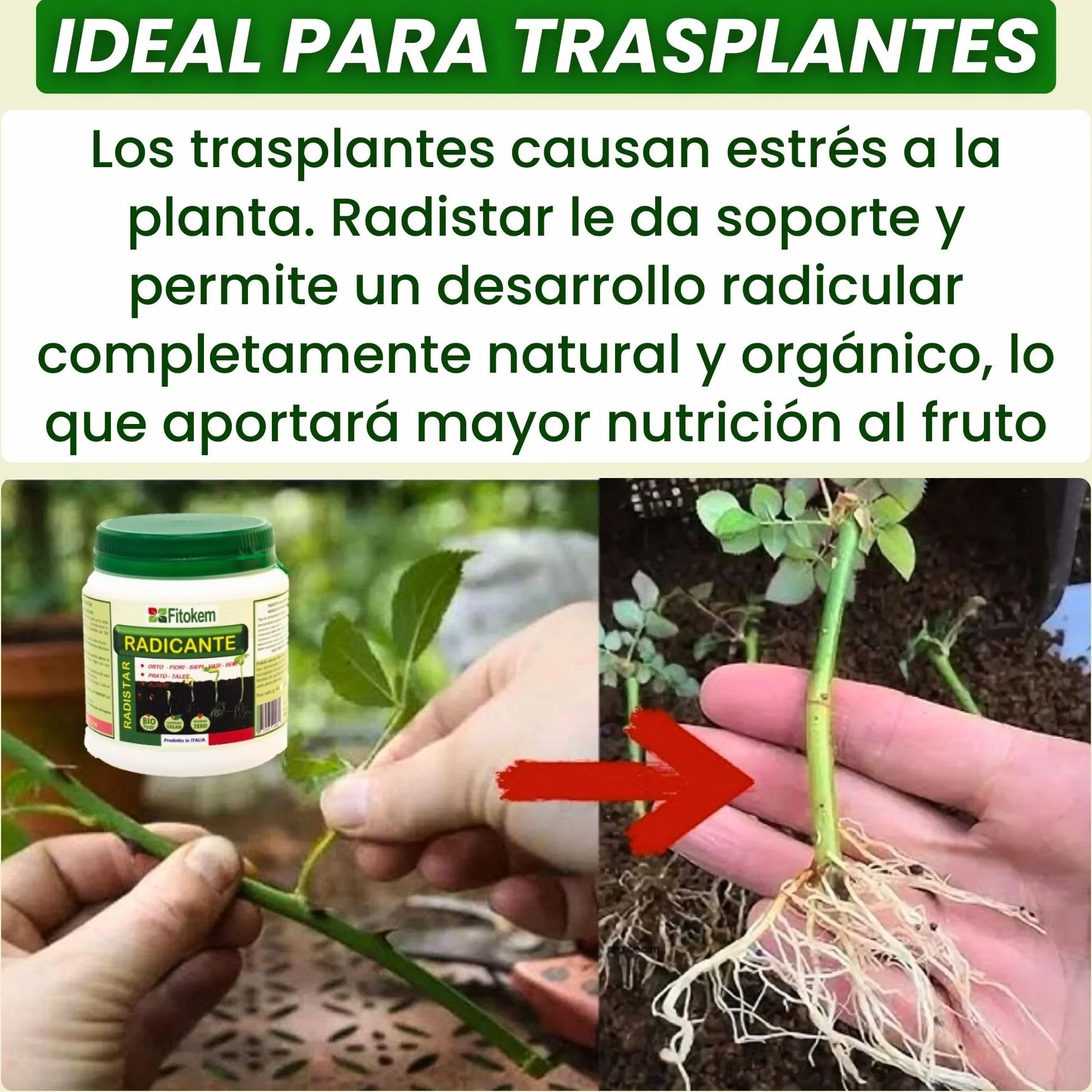 FITOKEM Radistar Hormonas de Enraizamiento en Polvo 800 gr Enraizante para Esquejes Fortalecedor de Raices