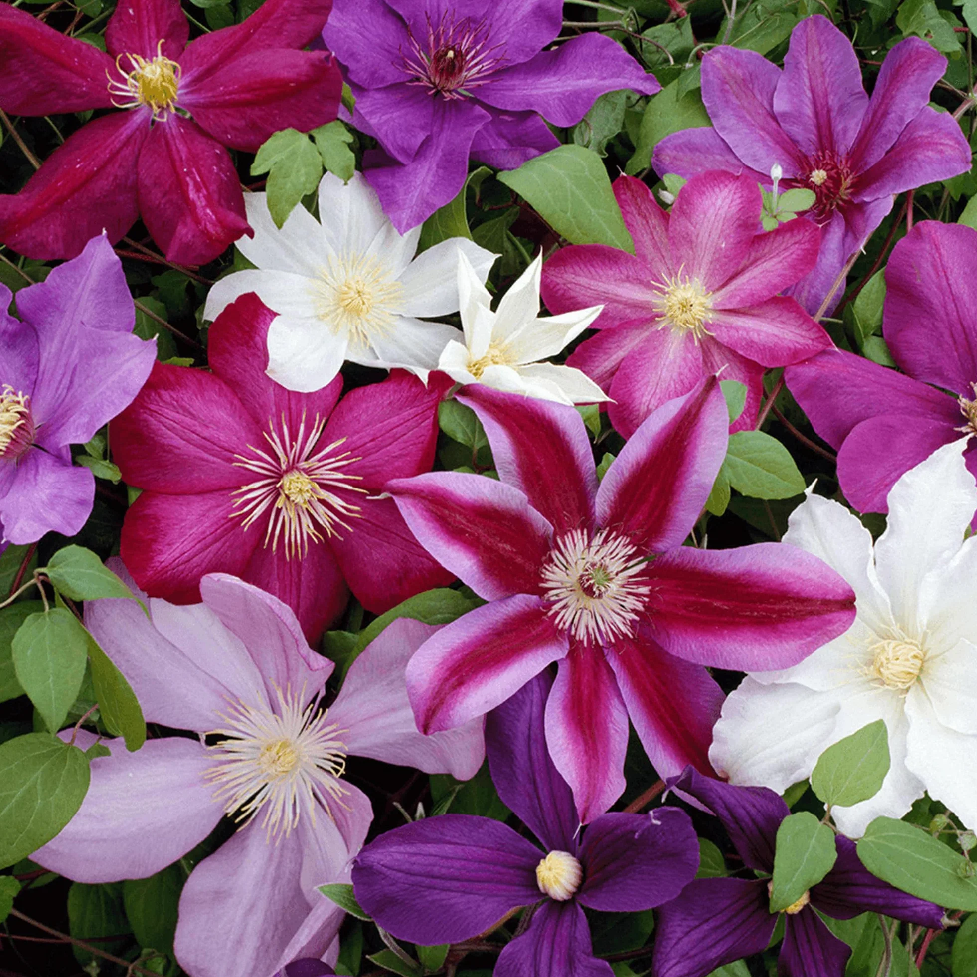 CLEMÁTIDE ARCOIRIS 4 Plantas Mezcla de Colores para Jardín