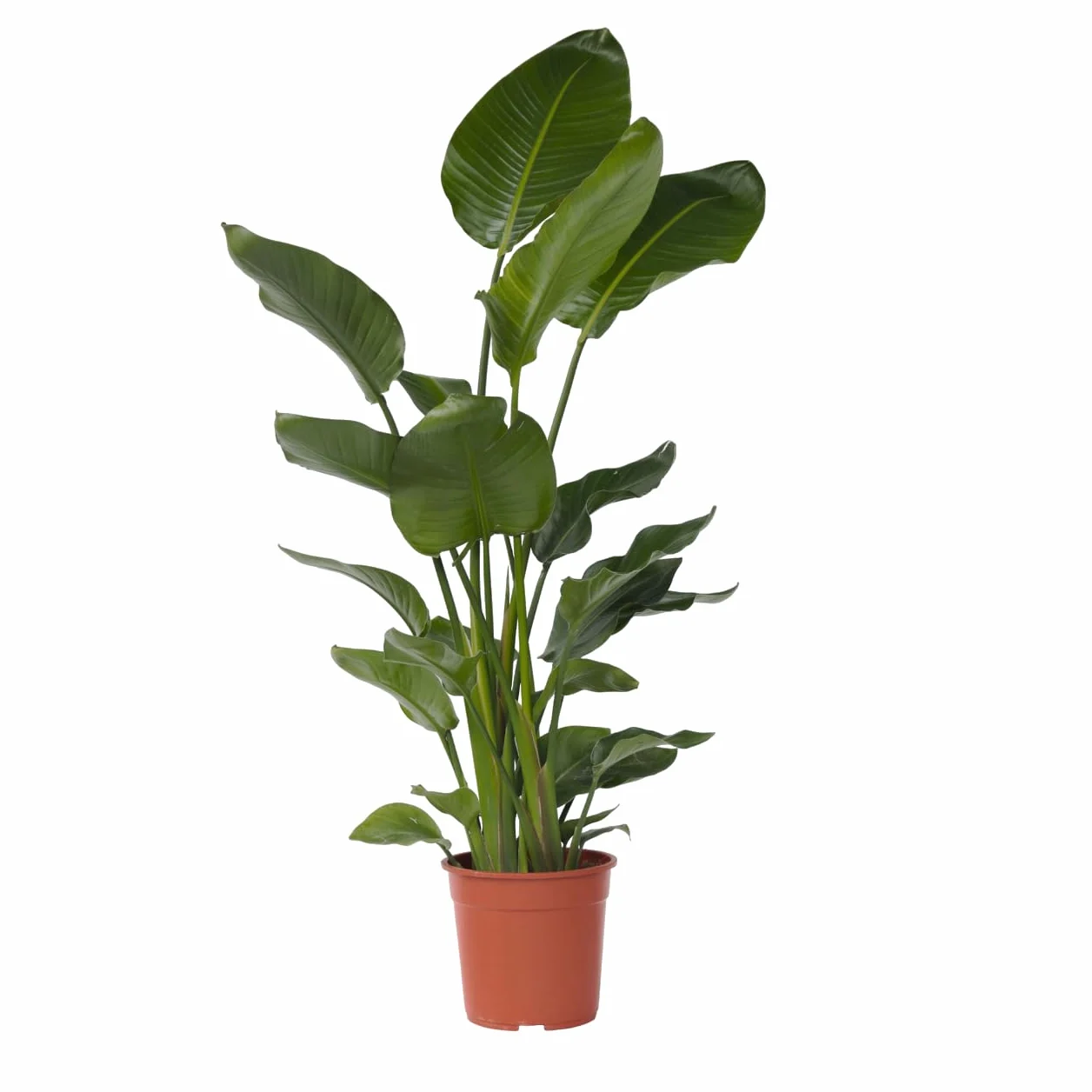 Strelitzia Nicolai XXL Planta de interior 150-170cm Maceta 28cm