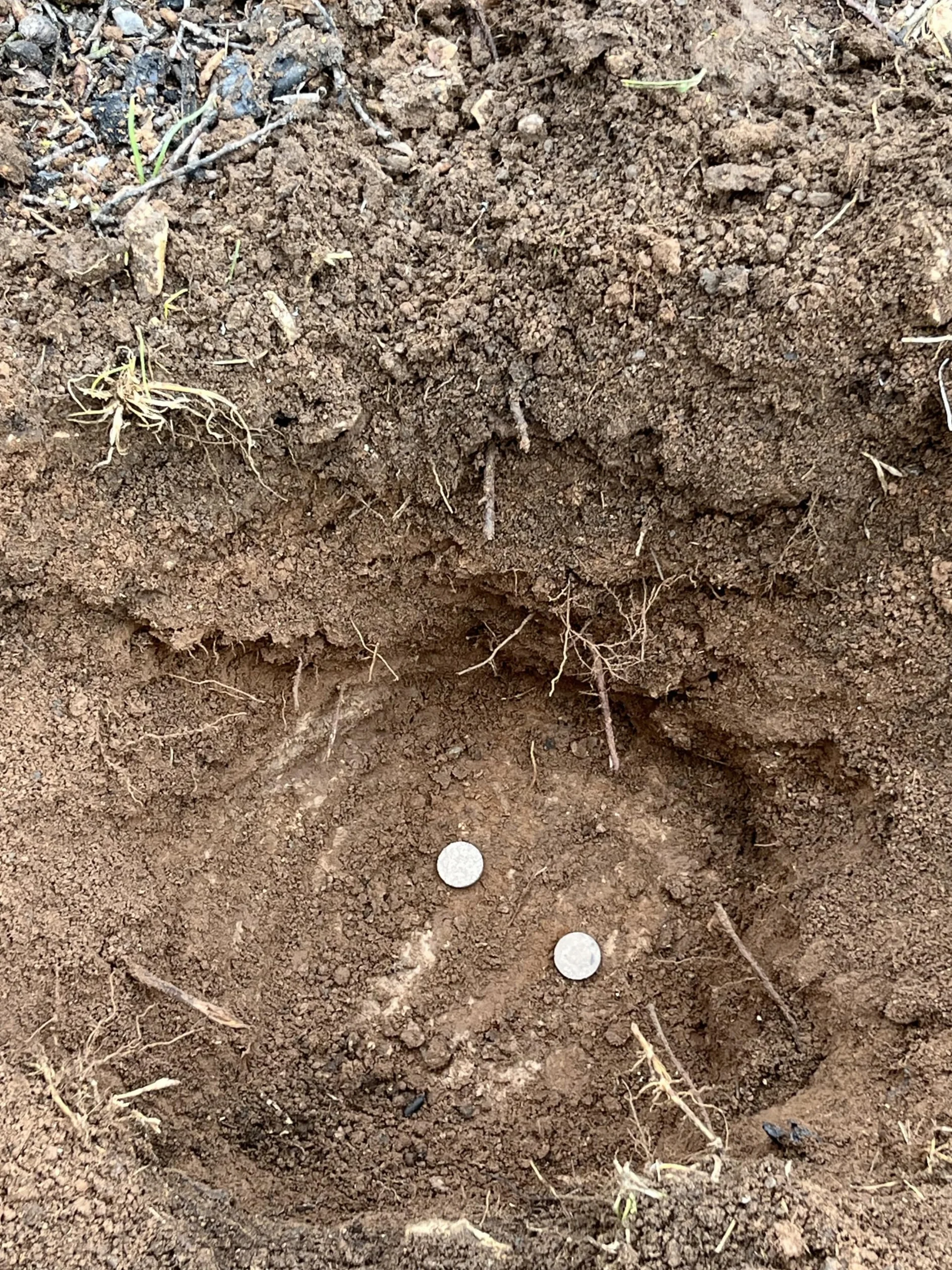 Micorrizas y trichodermas en Pastillas 300 Pastillas Enraizante para plantaciones de leñosos