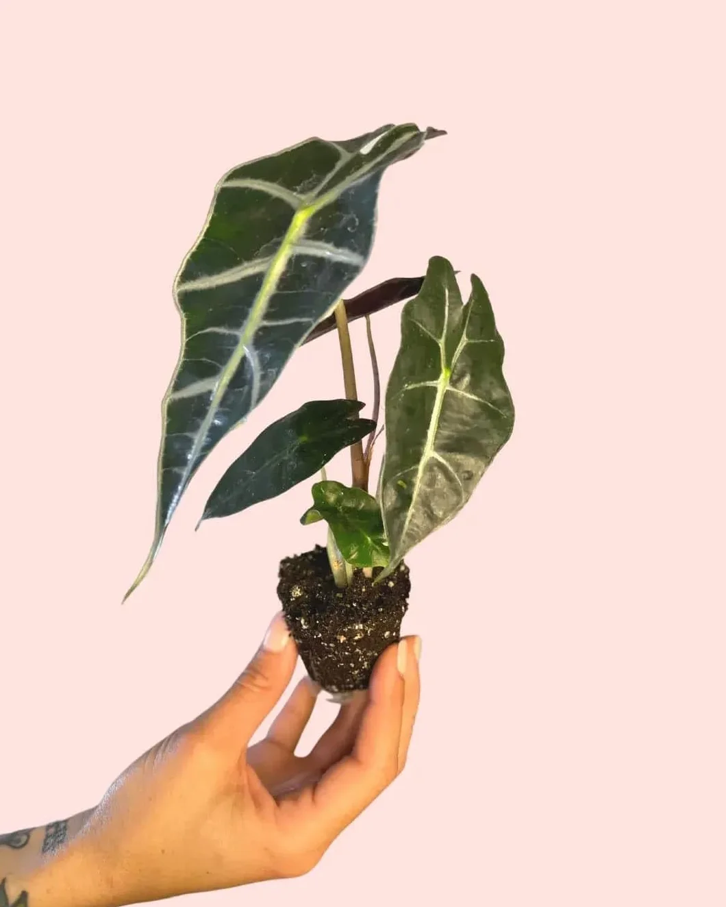 Alocasia Amazónica Polly Planta Natural Tropical de Interior Hojas Verde Oscuro Nervaduras Blancas Maceta Ø6 cm