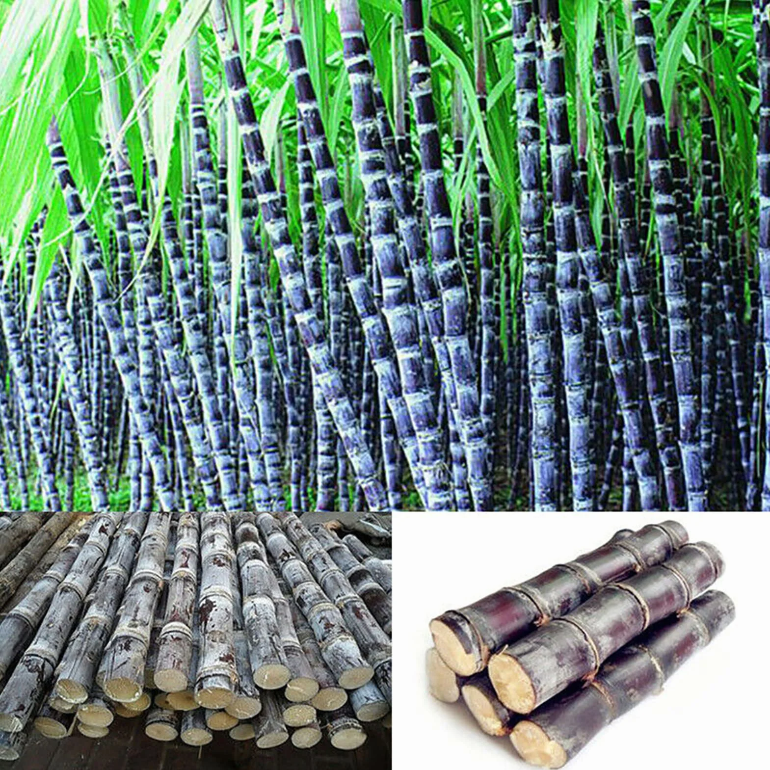 Semillas de caña de azúcar 150 unids/bolsa, Evergreen comestibles alta germinación para balcón Púrpura oscuro